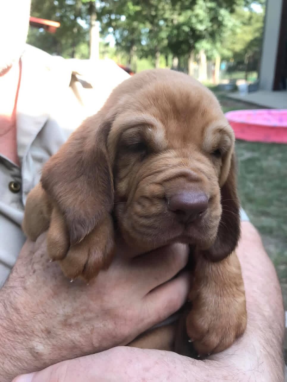 Male and female bloodhounds puppies image 2