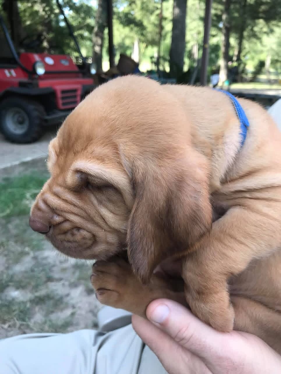Male and female bloodhounds puppies image 1