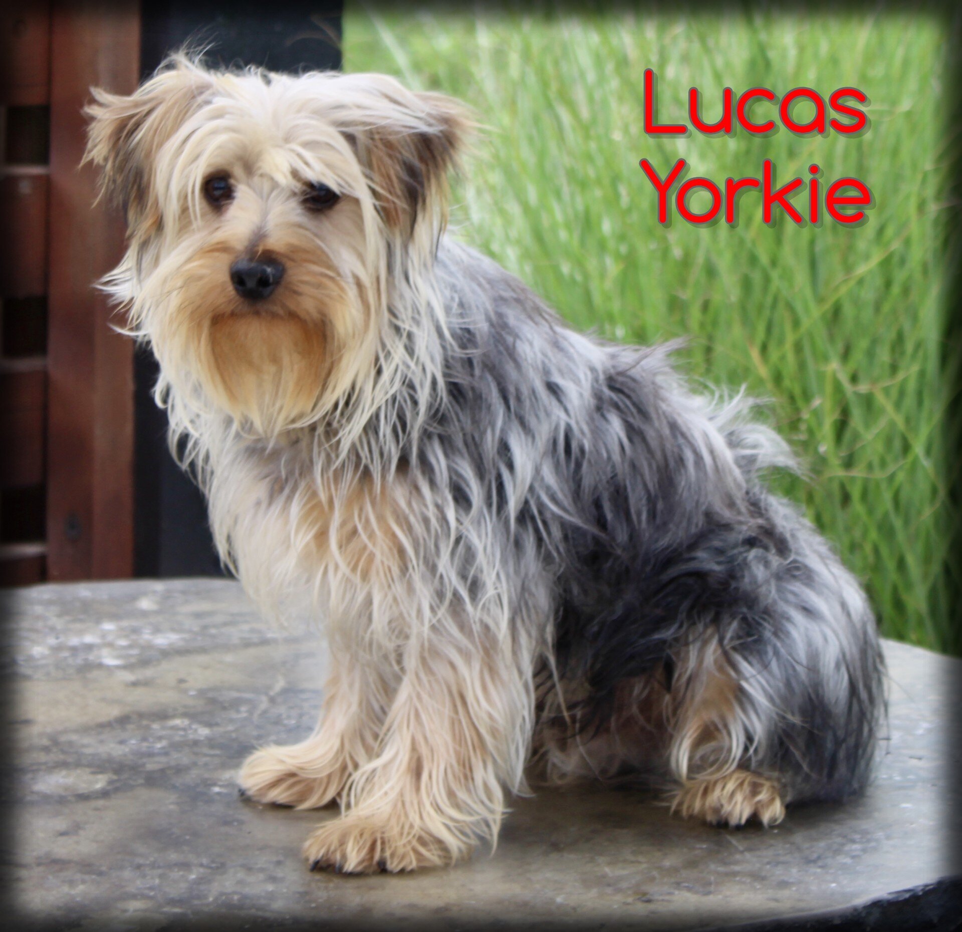 Lucas Male Yorkshire Terrier image 1