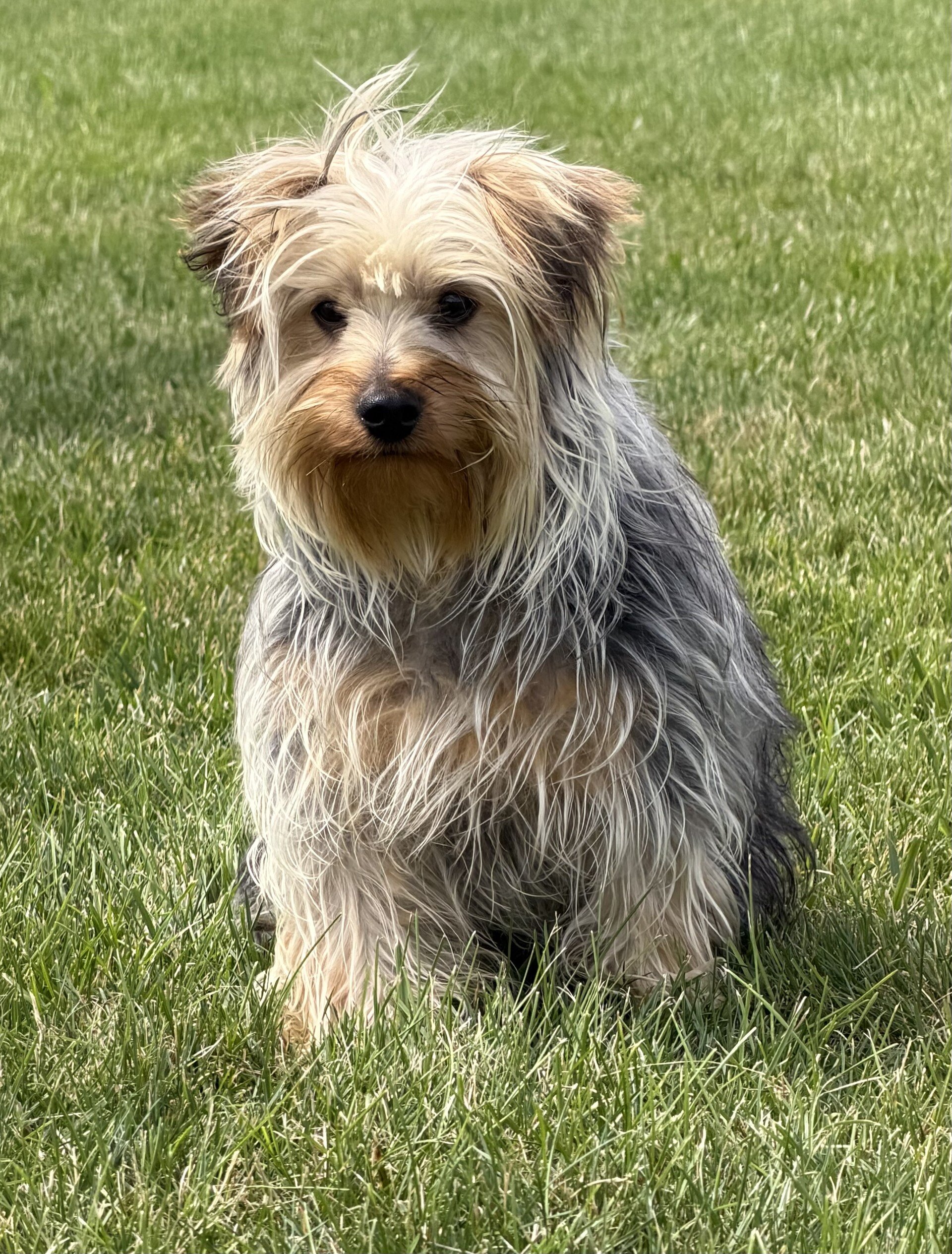Lucas Male Yorkshire Terrier image 2