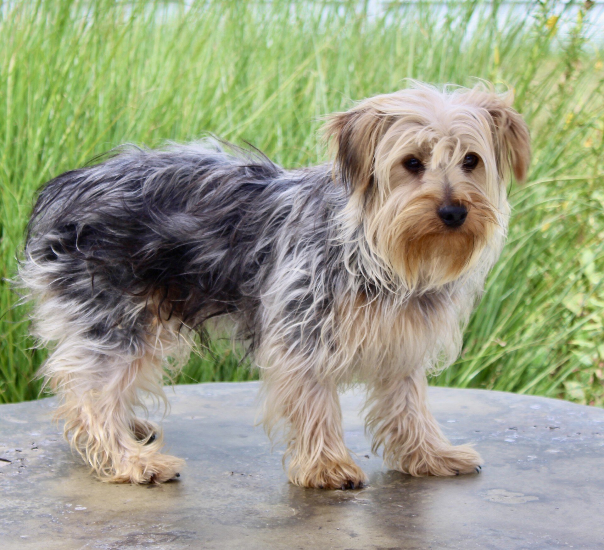 Lucas Male Yorkshire Terrier image 4