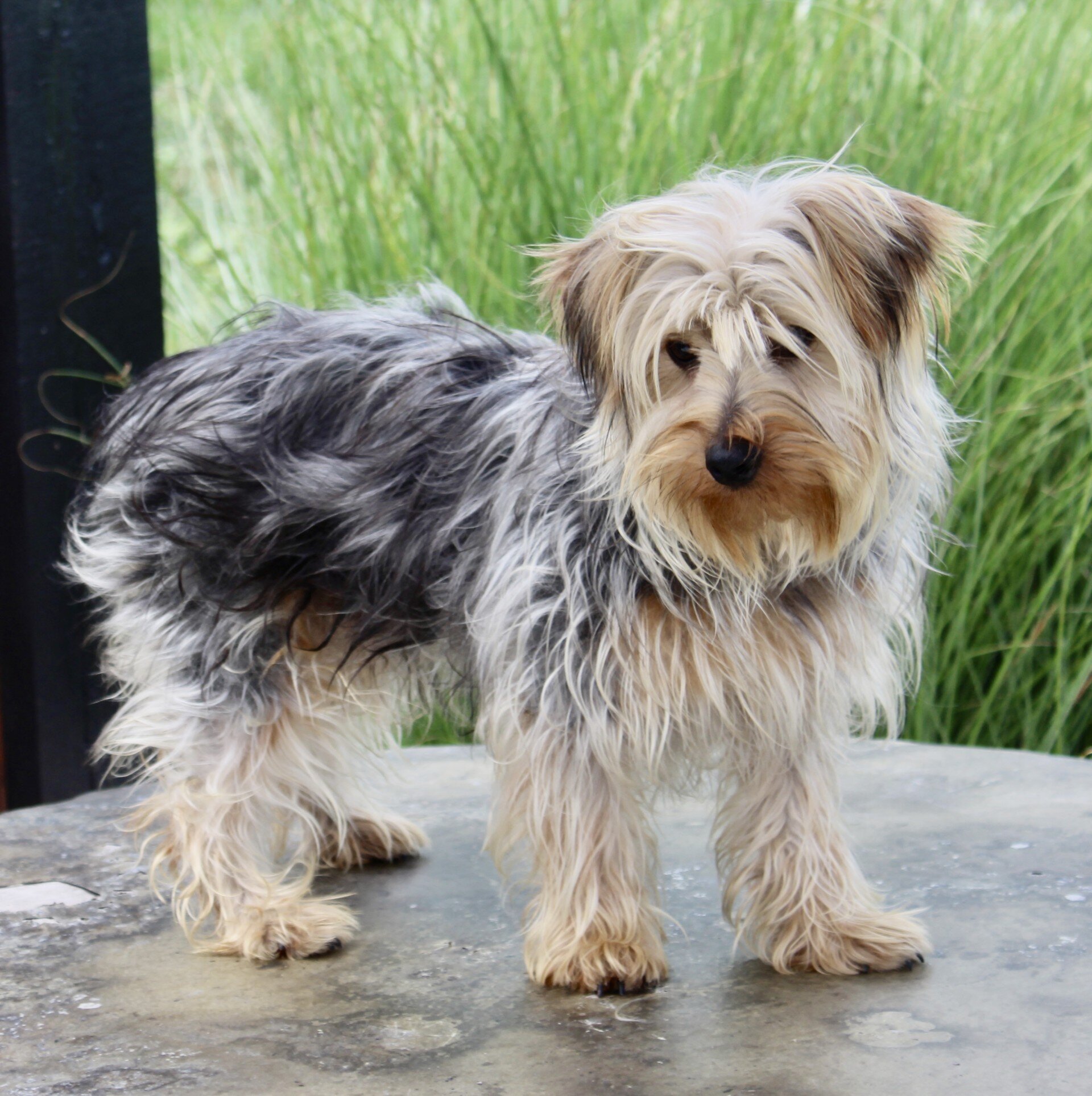 Lucas Male Yorkshire Terrier image 5