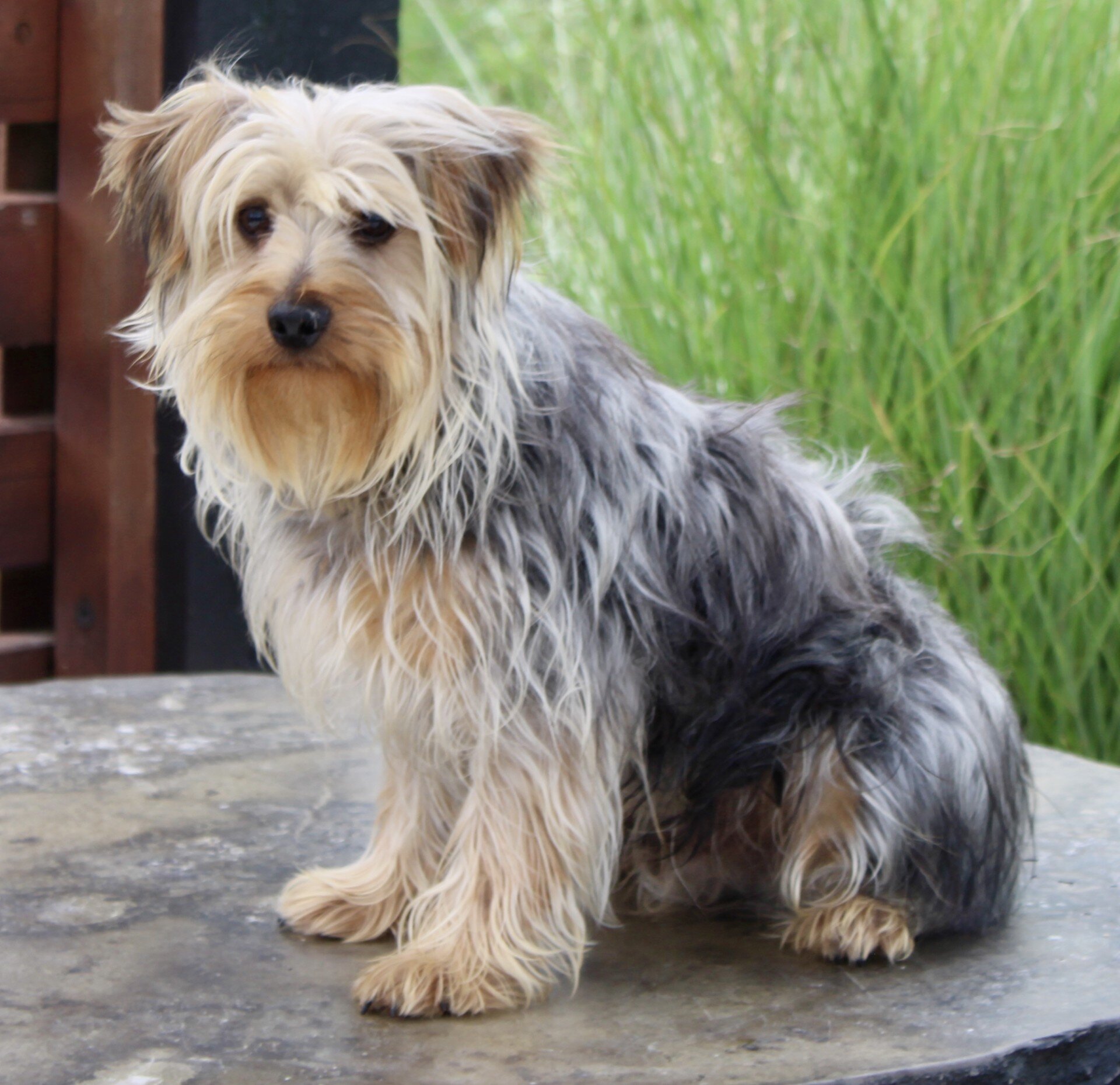 Lucas Male Yorkshire Terrier image 3
