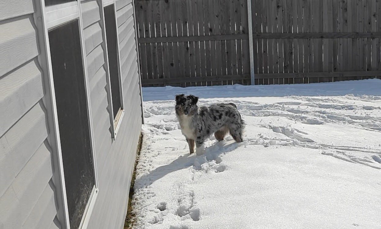 Australian Shephred Pure Bred image 1