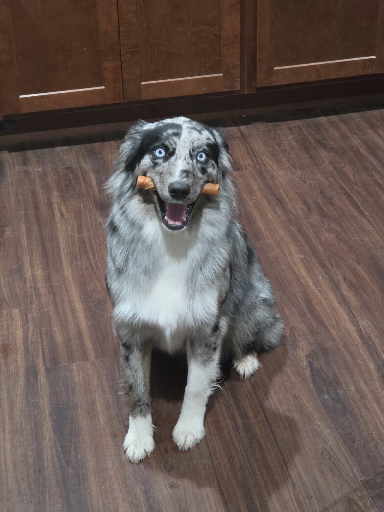 Australian Shephred Pure Bred image 2