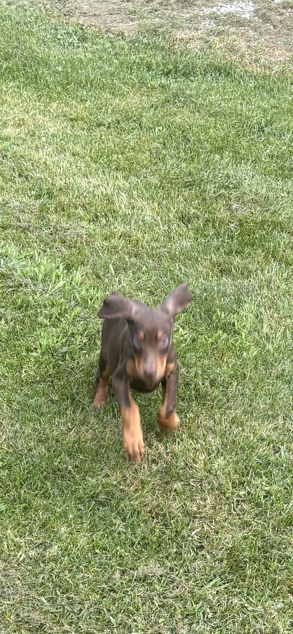 AKC Doberman female puppy image 5