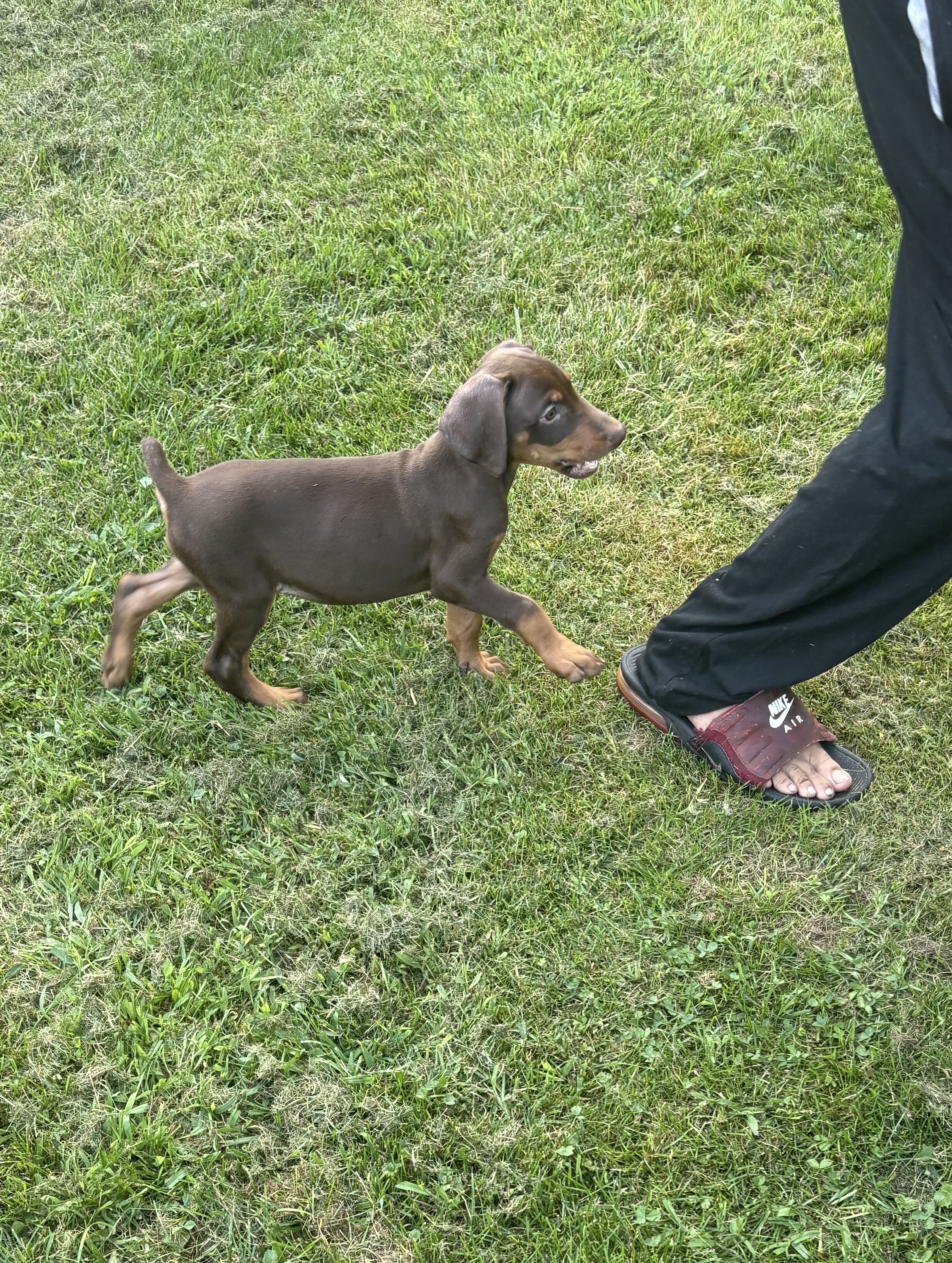AKC Doberman female puppy image 4