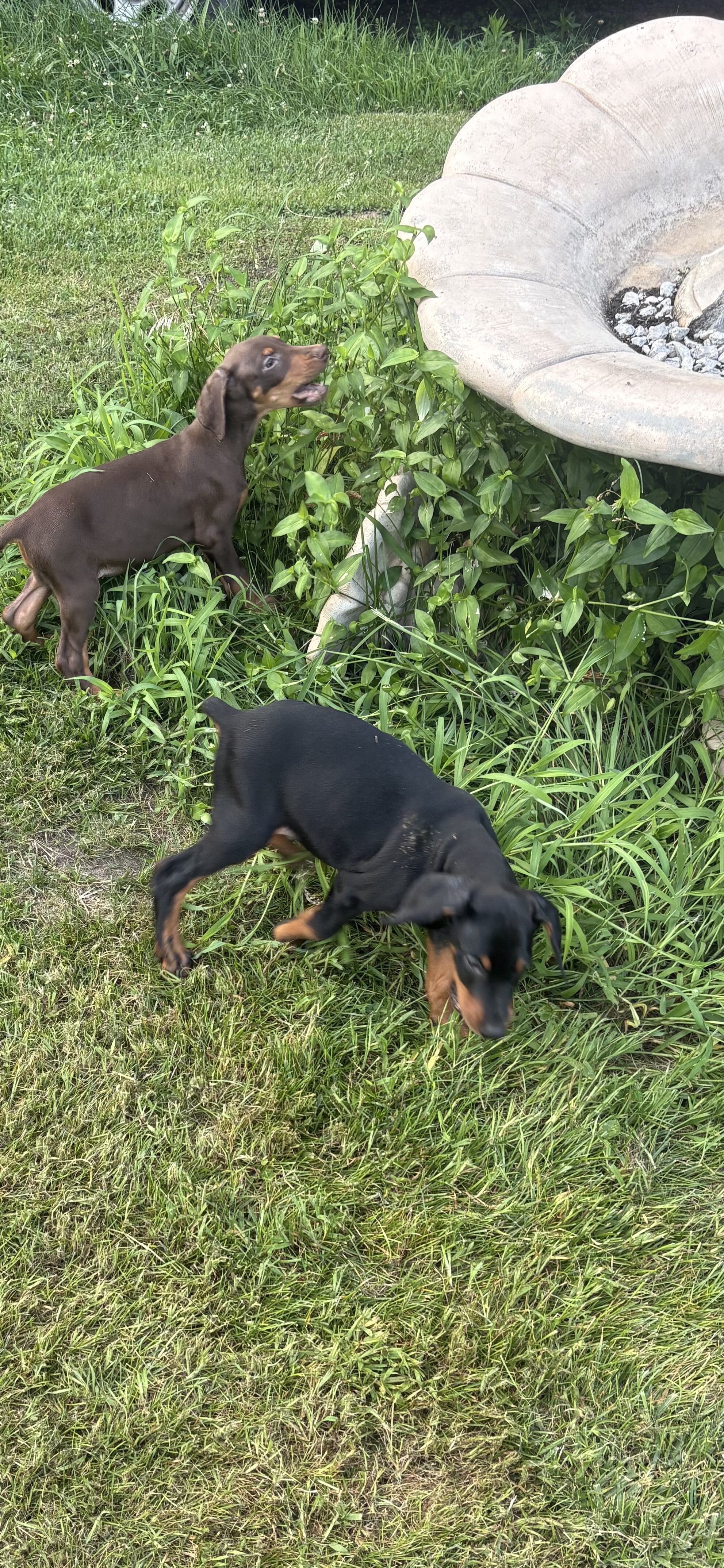 AKC Doberman female puppy image 3