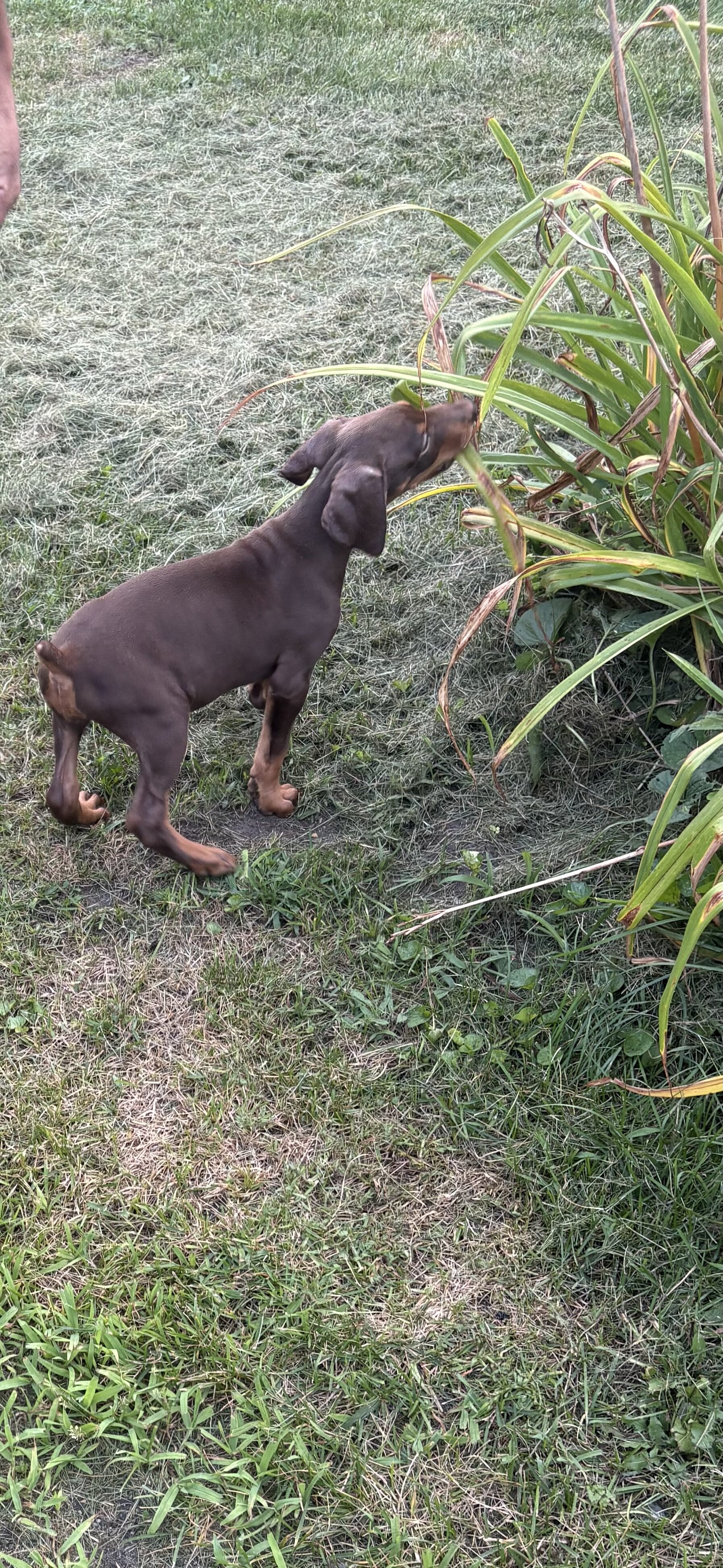 AKC Doberman female puppy image 2