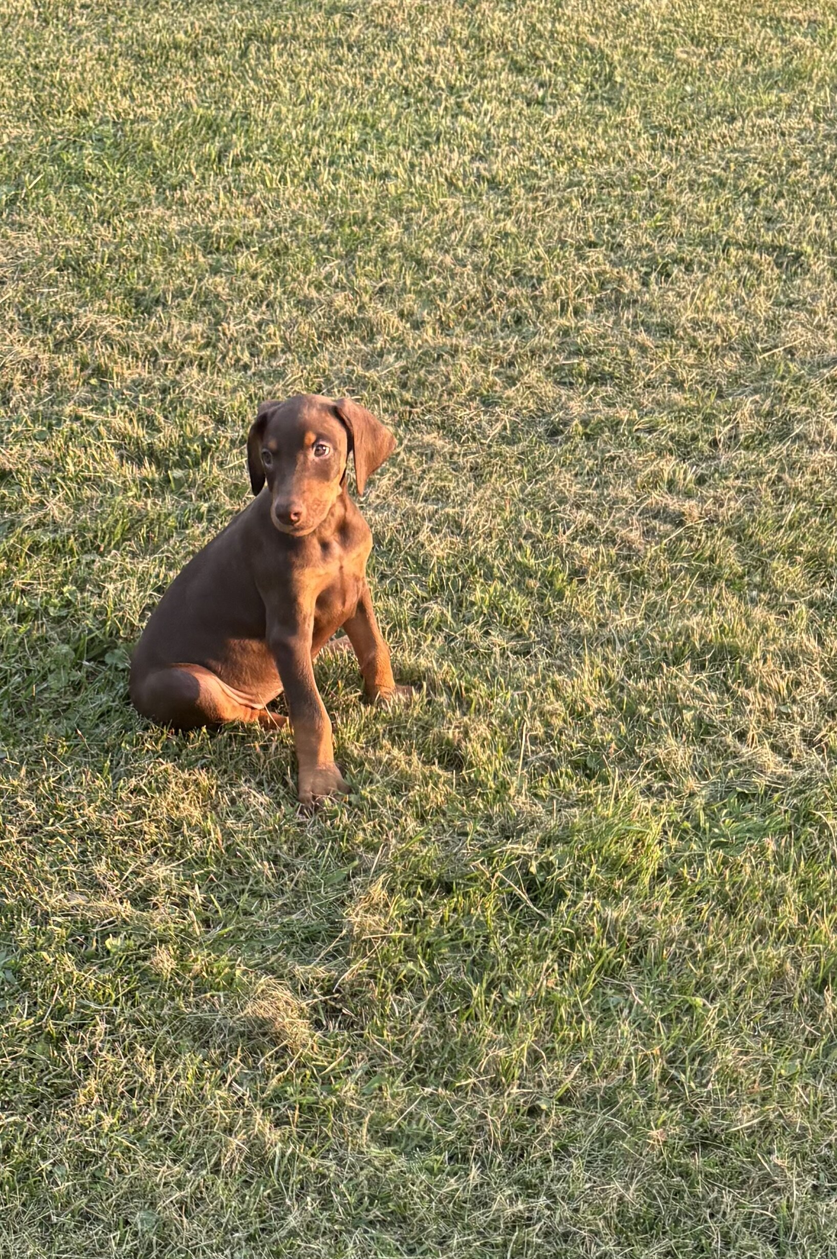 AKC Doberman female puppy image 1