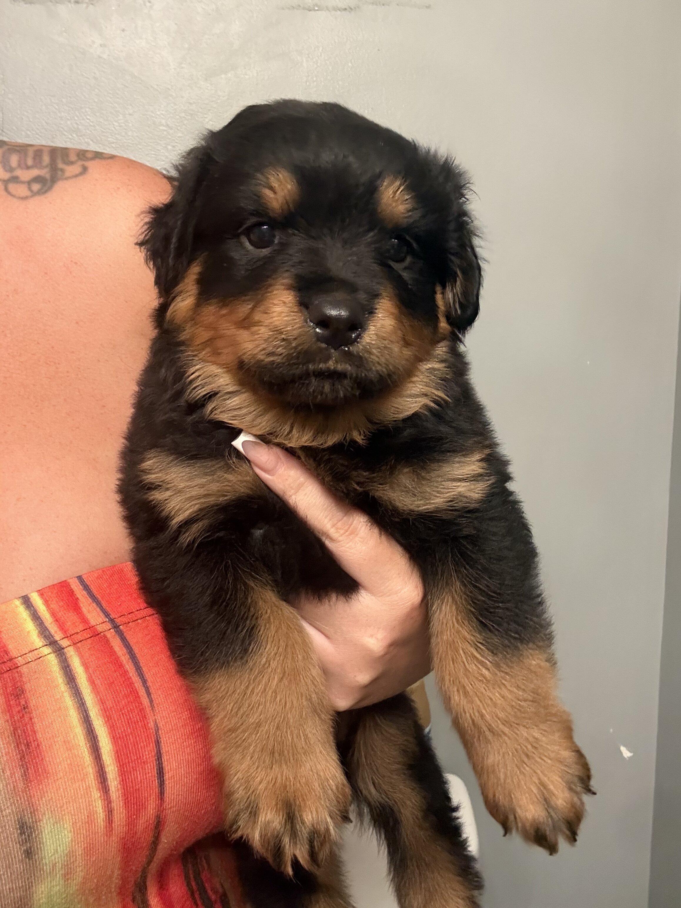 Rottweiler image 4