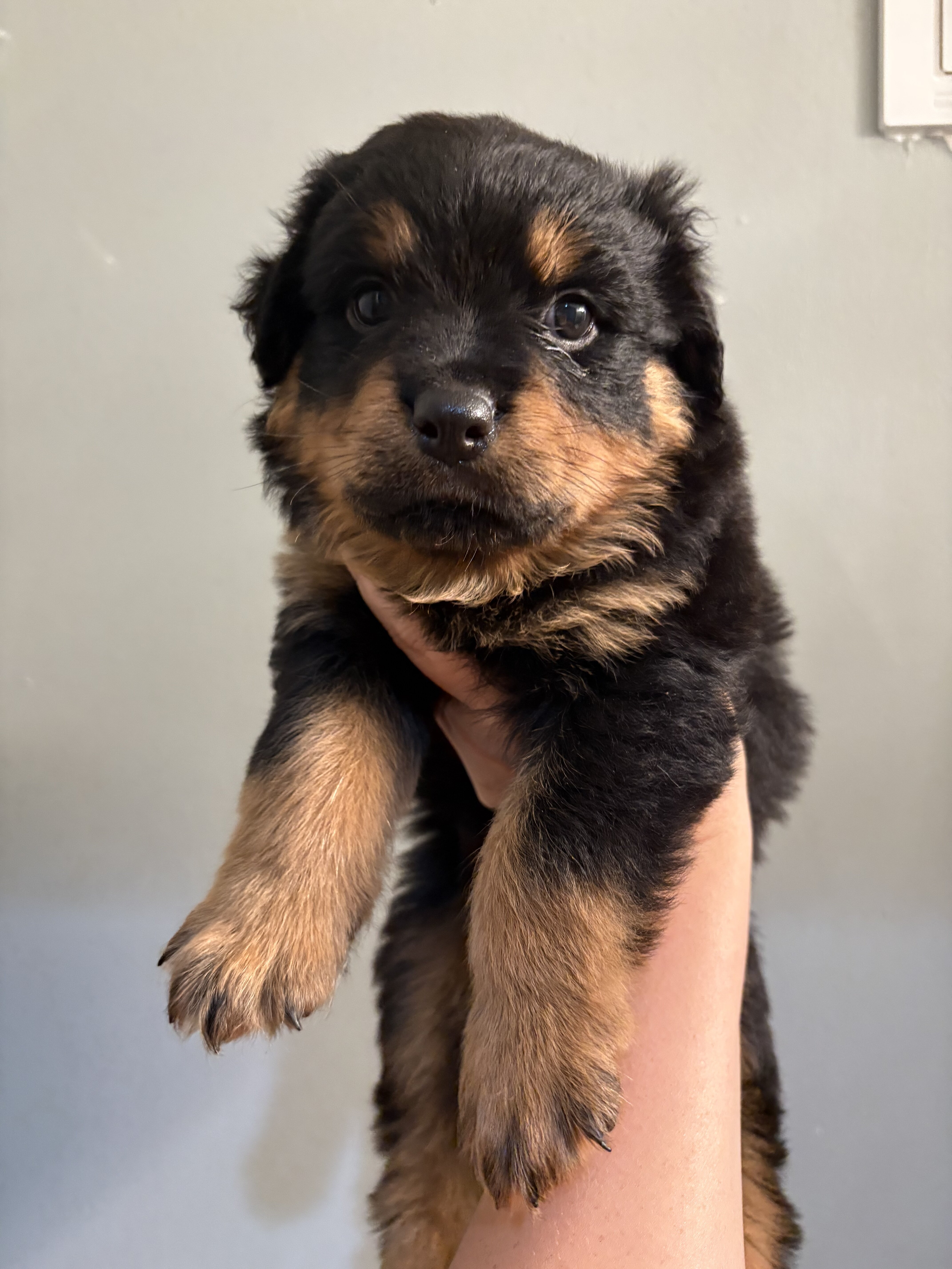 Rottweiler image 3