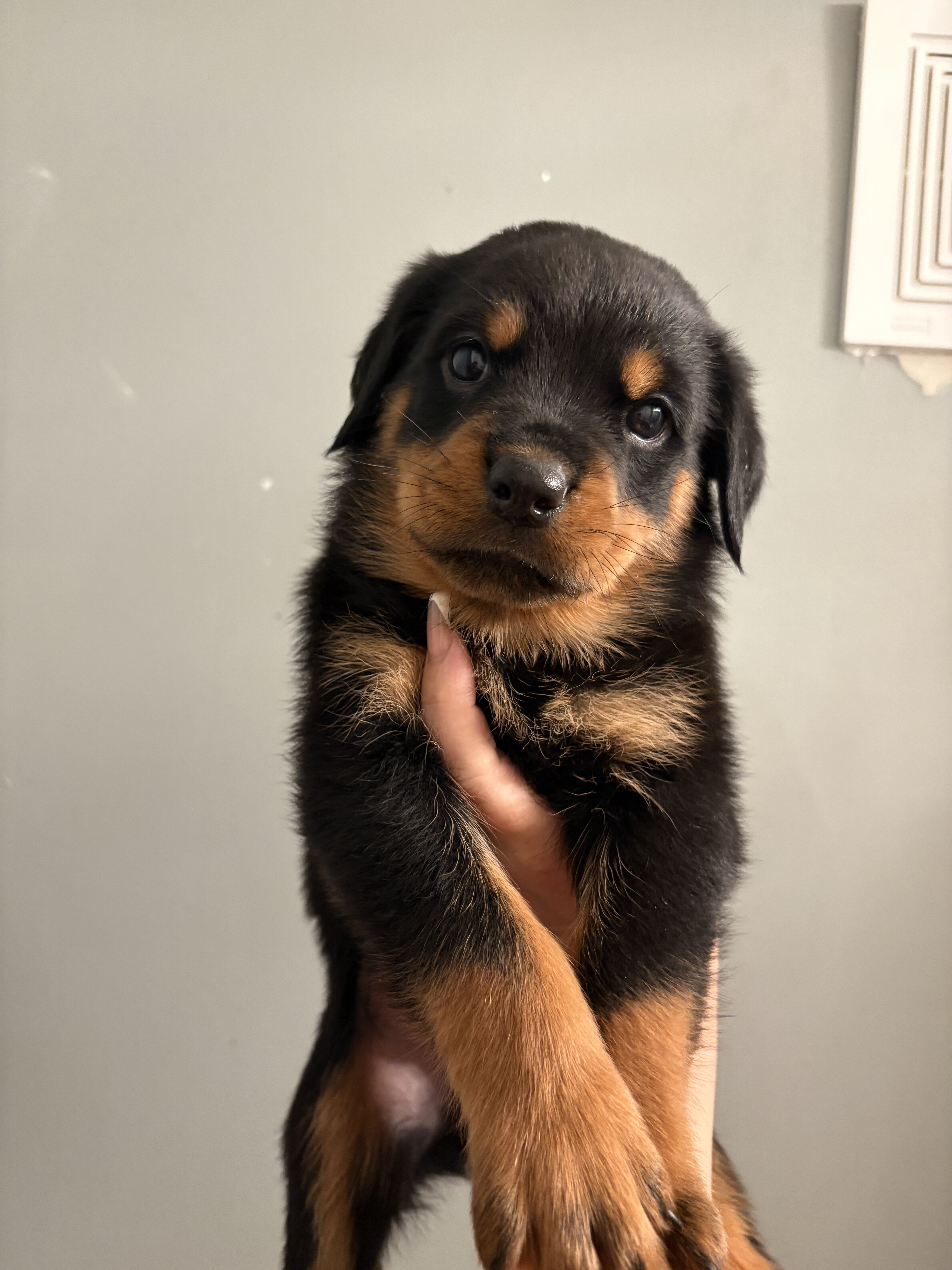 Rottweiler image 2