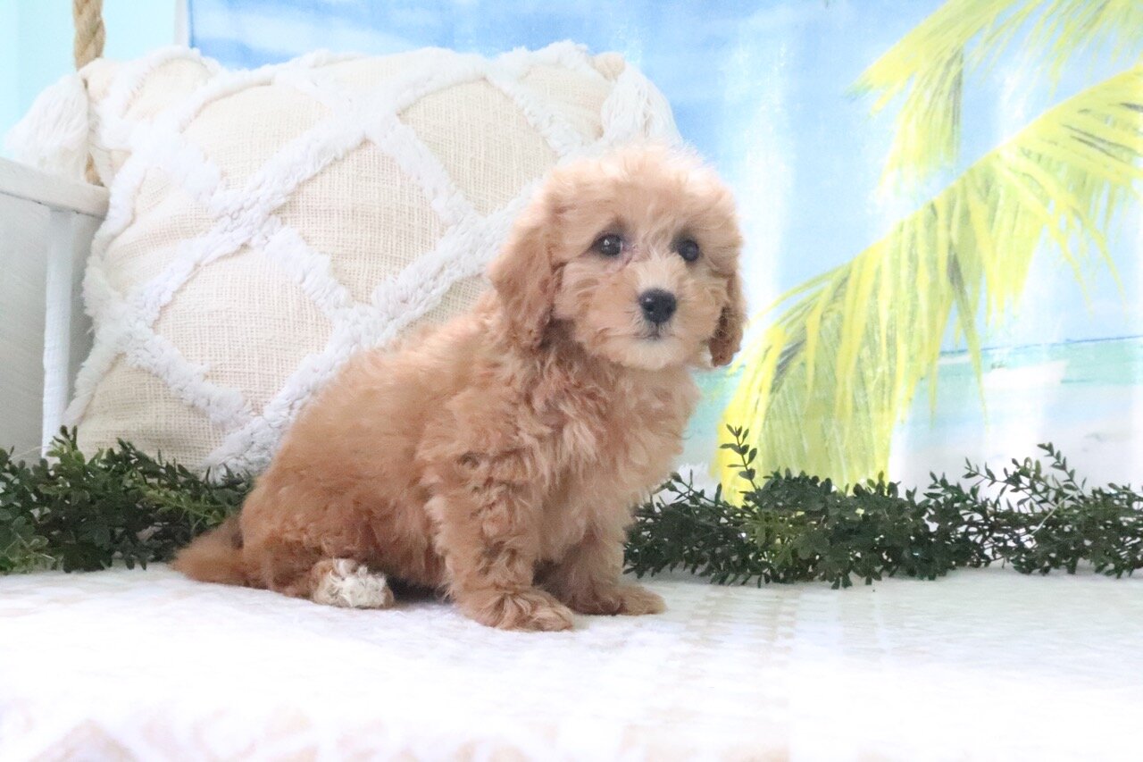 Nicky Female Cavapoo image 5