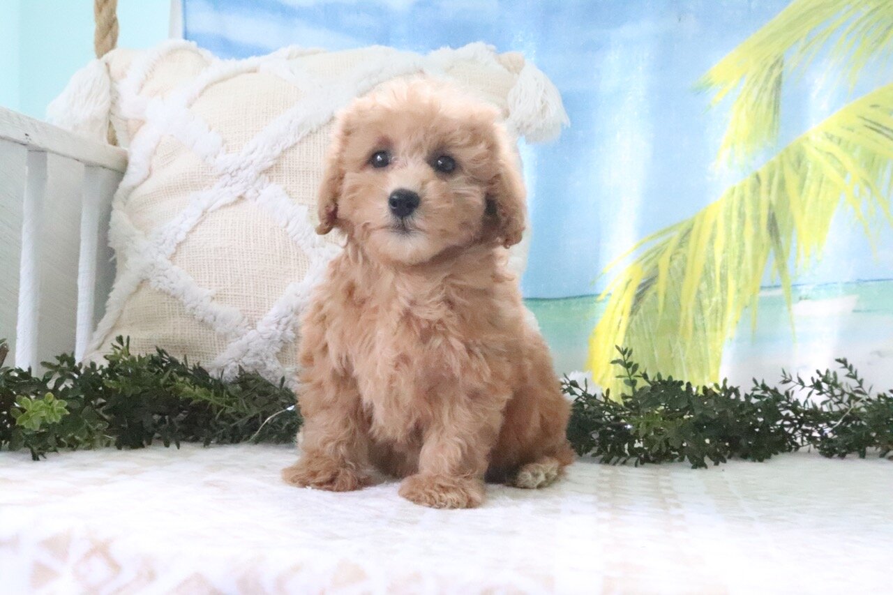 Nicky Female Cavapoo image 2
