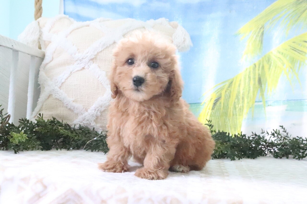 Nicky Female Cavapoo image 3