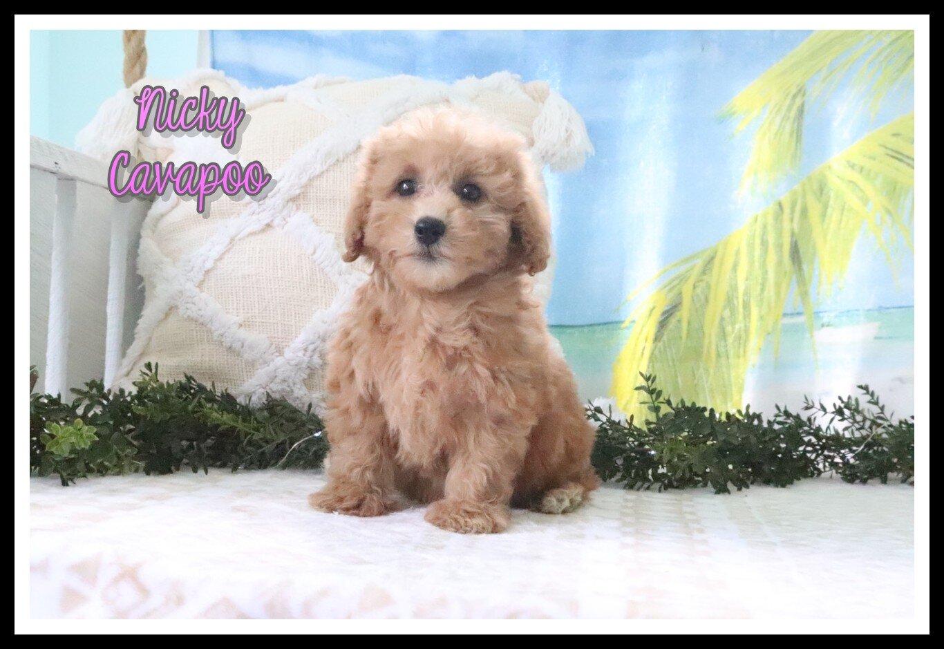 Nicky Female Cavapoo image 1