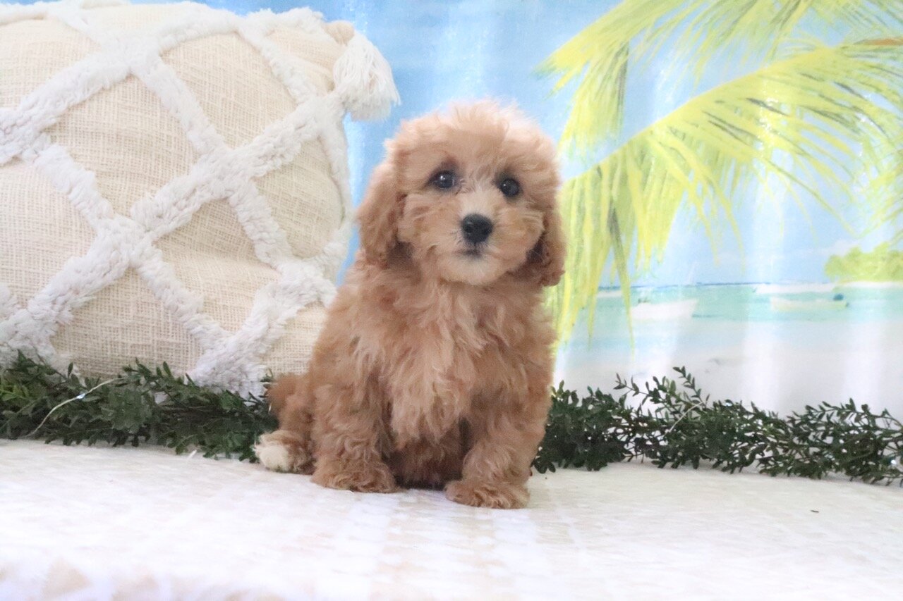 Nicky Female Cavapoo image 4