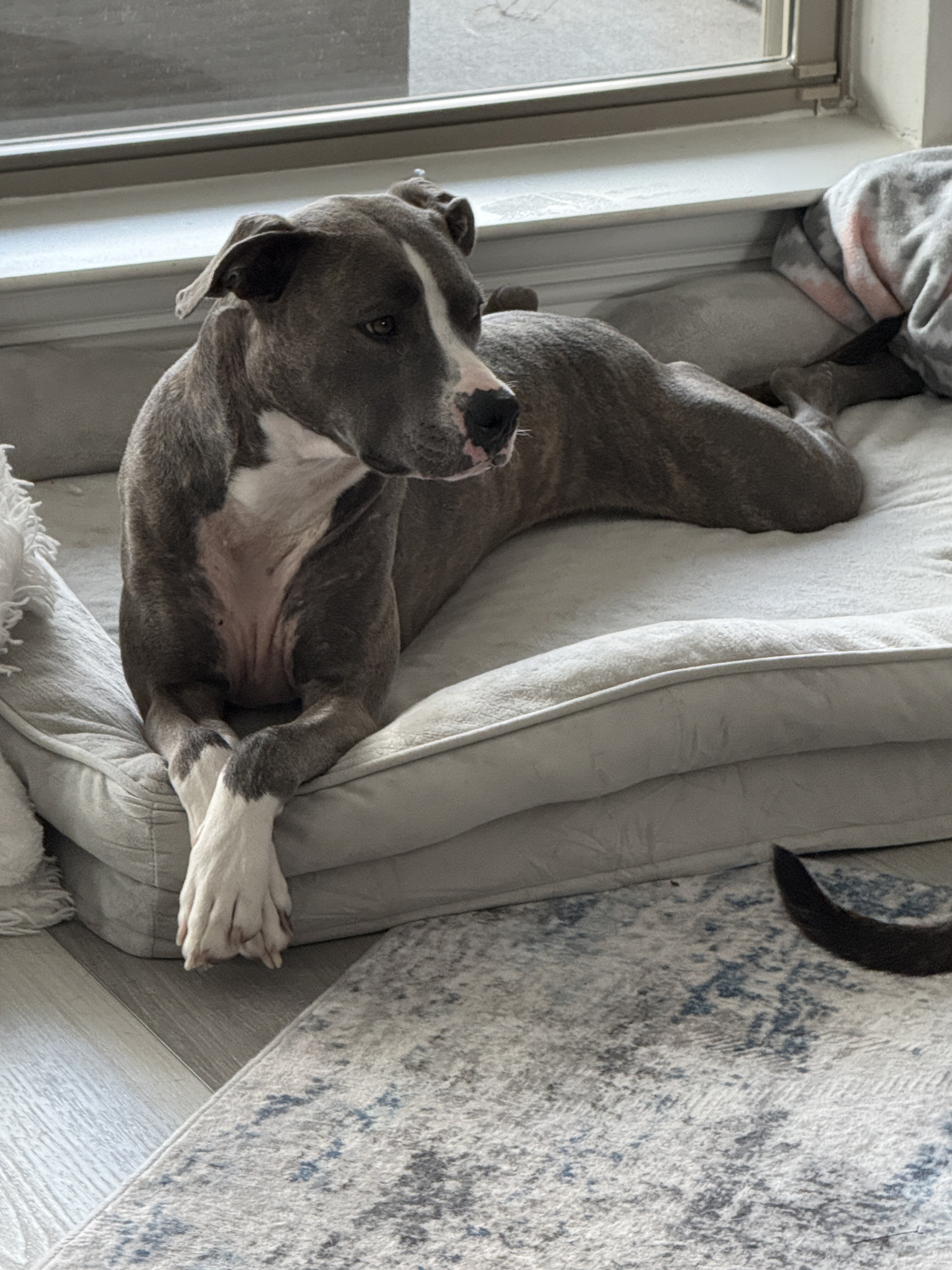 Meet Jade - Your New Best Friend image 2
