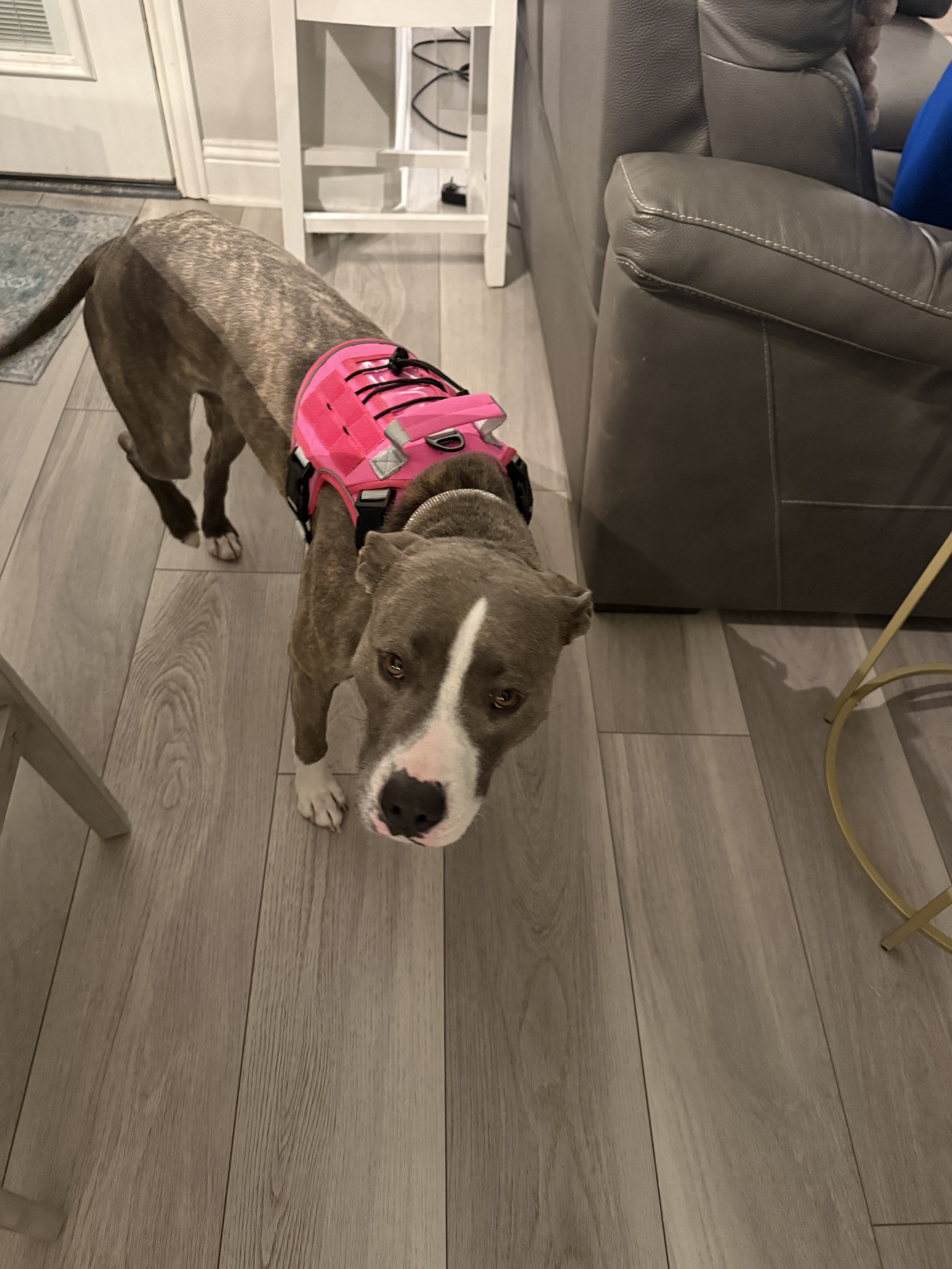 Meet Jade - Your New Best Friend image 1