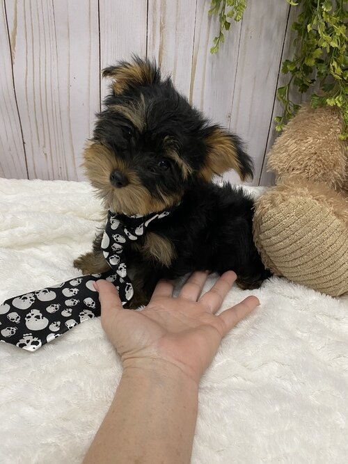 Outstanding Females And Males Yorkie Puppies image 1