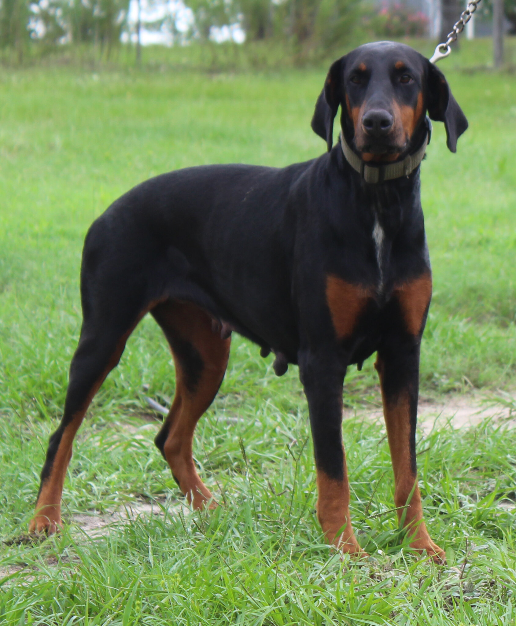 AKC Euro Doberman Female Full Regis image 2