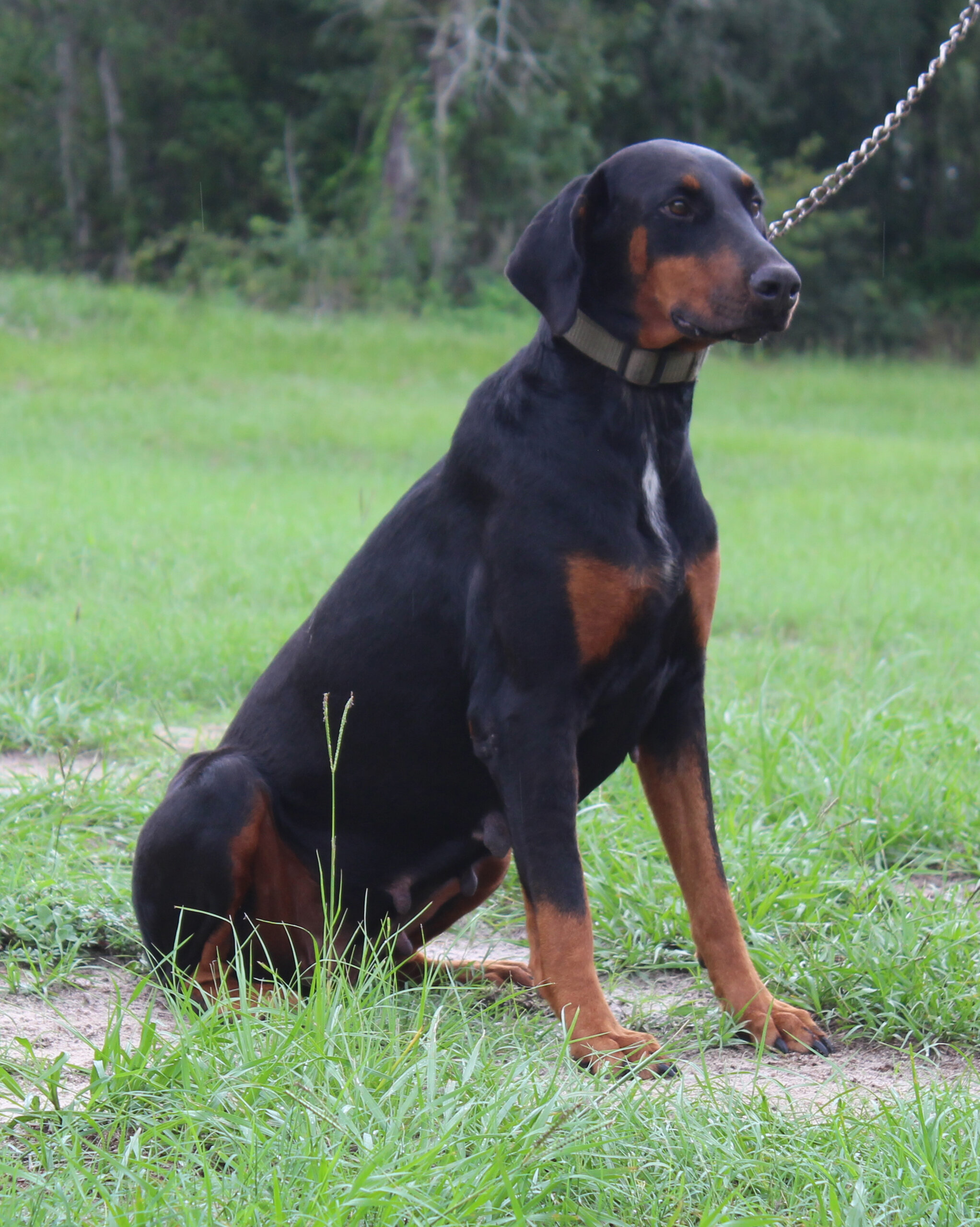 AKC Euro Doberman Female Full Regis image 3