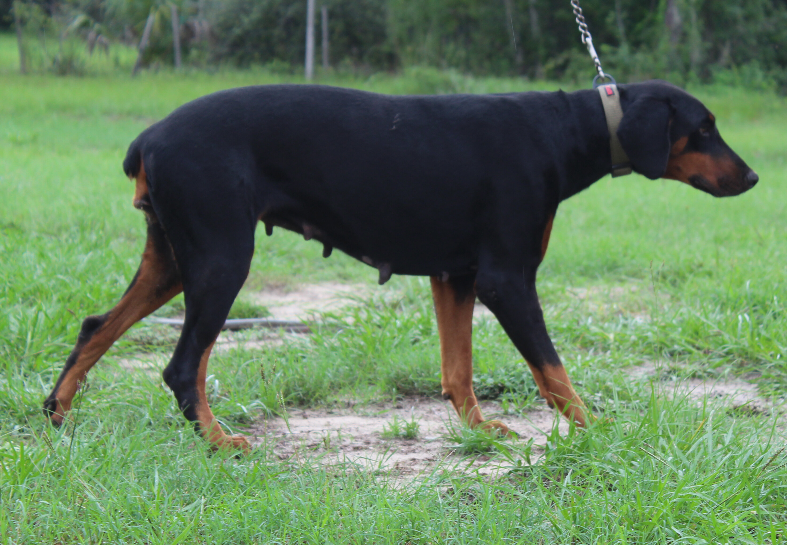 AKC Euro Doberman Female Full Regis image 4