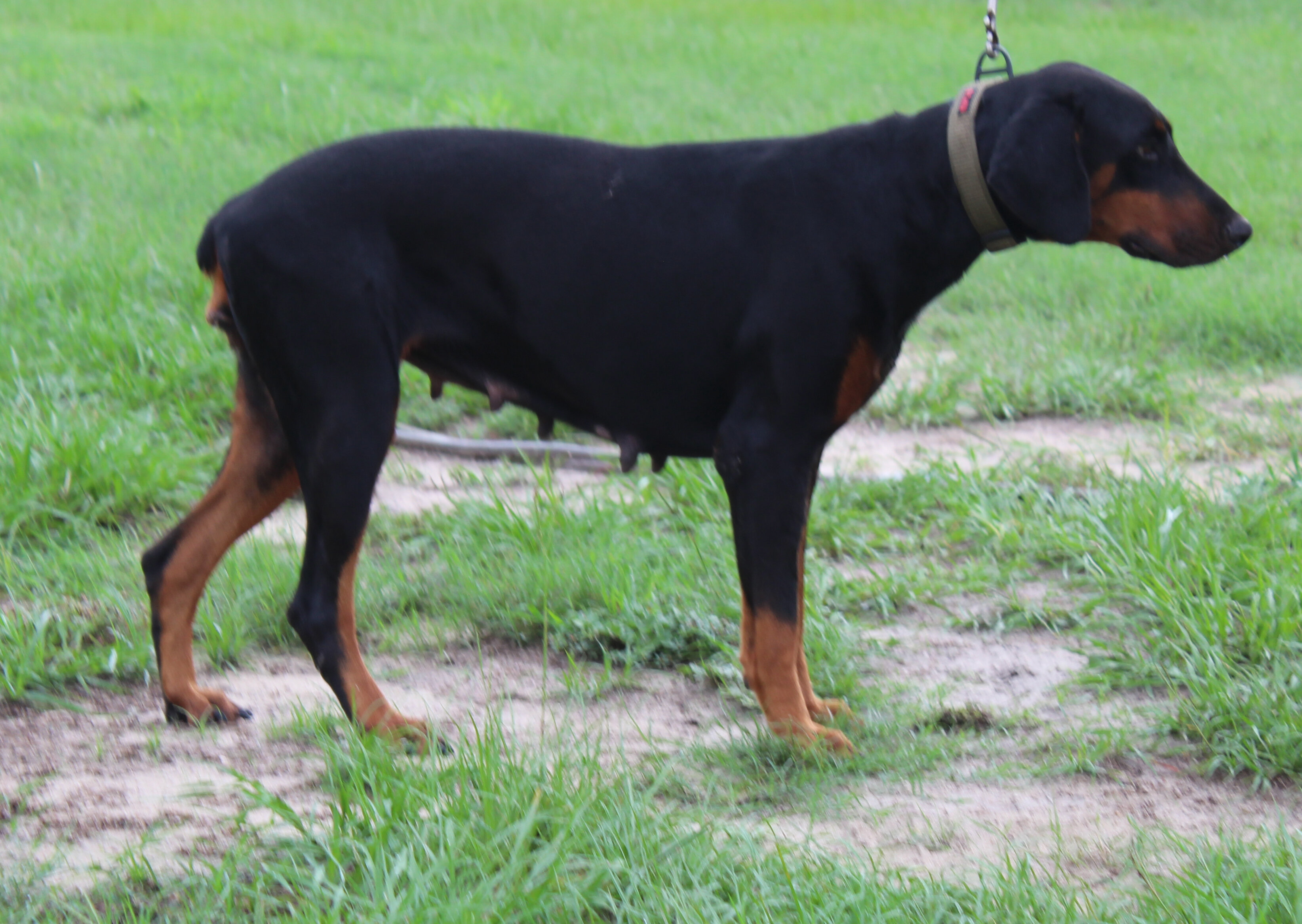 AKC Euro Doberman Female Full Regis image 1