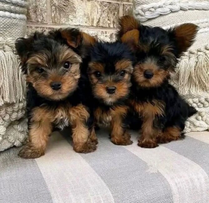 Potty trained Yorkie puppies available image 1