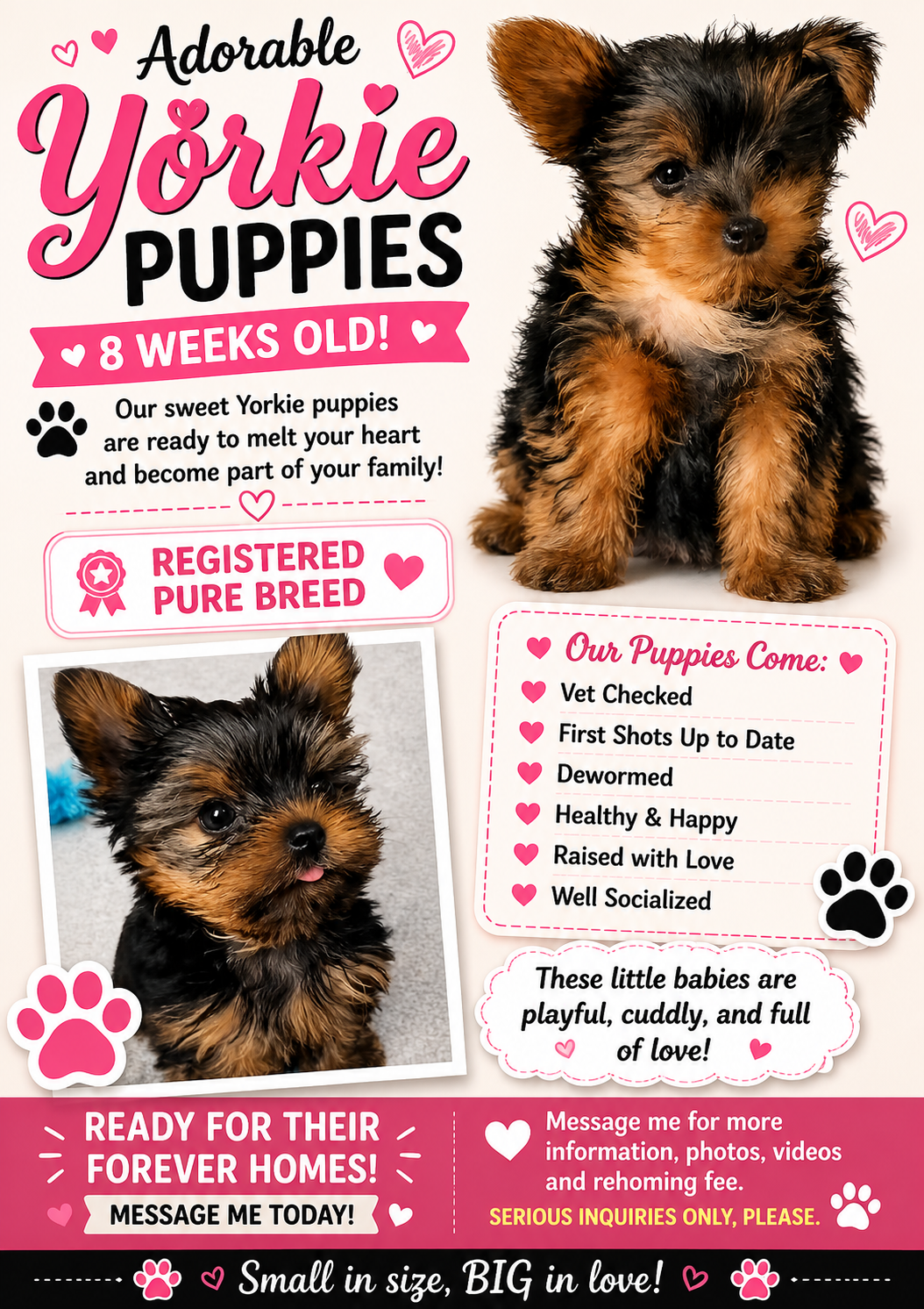 Yorkies image 1