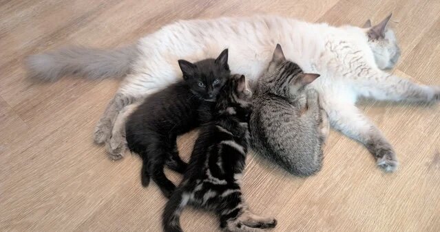 Pair of Ragdoll/Tabby Kittens ..... Bear & Tia image 4