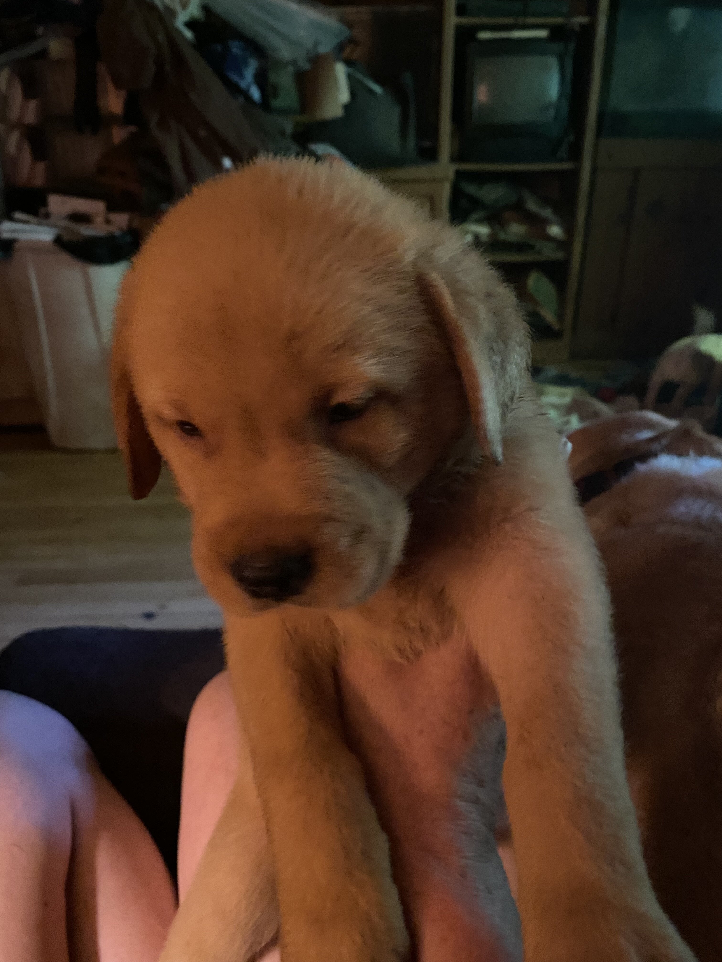 3/4 Labrador 1/4 Mastiff image 2