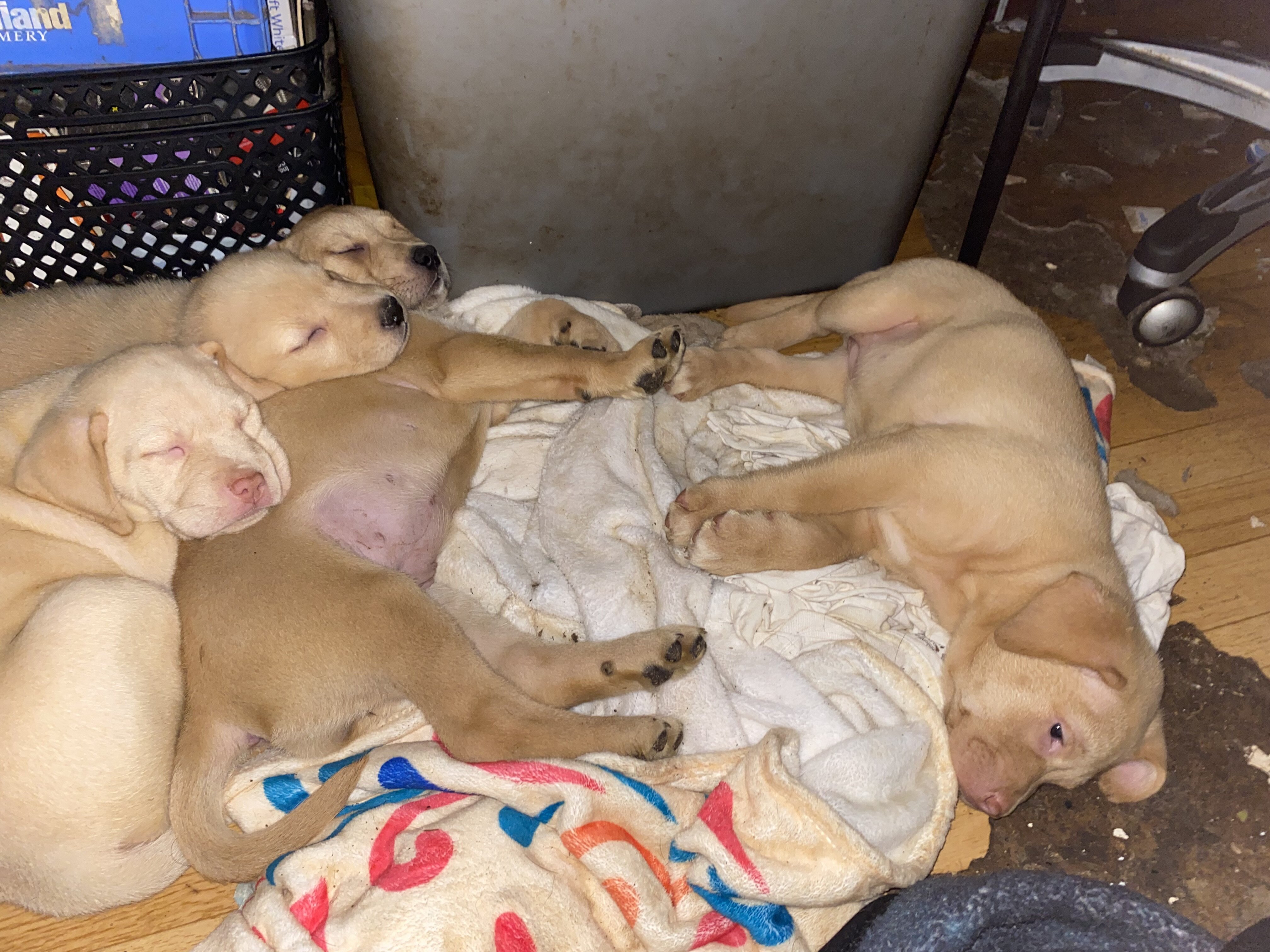 3/4 Labrador 1/4 Mastiff image 1