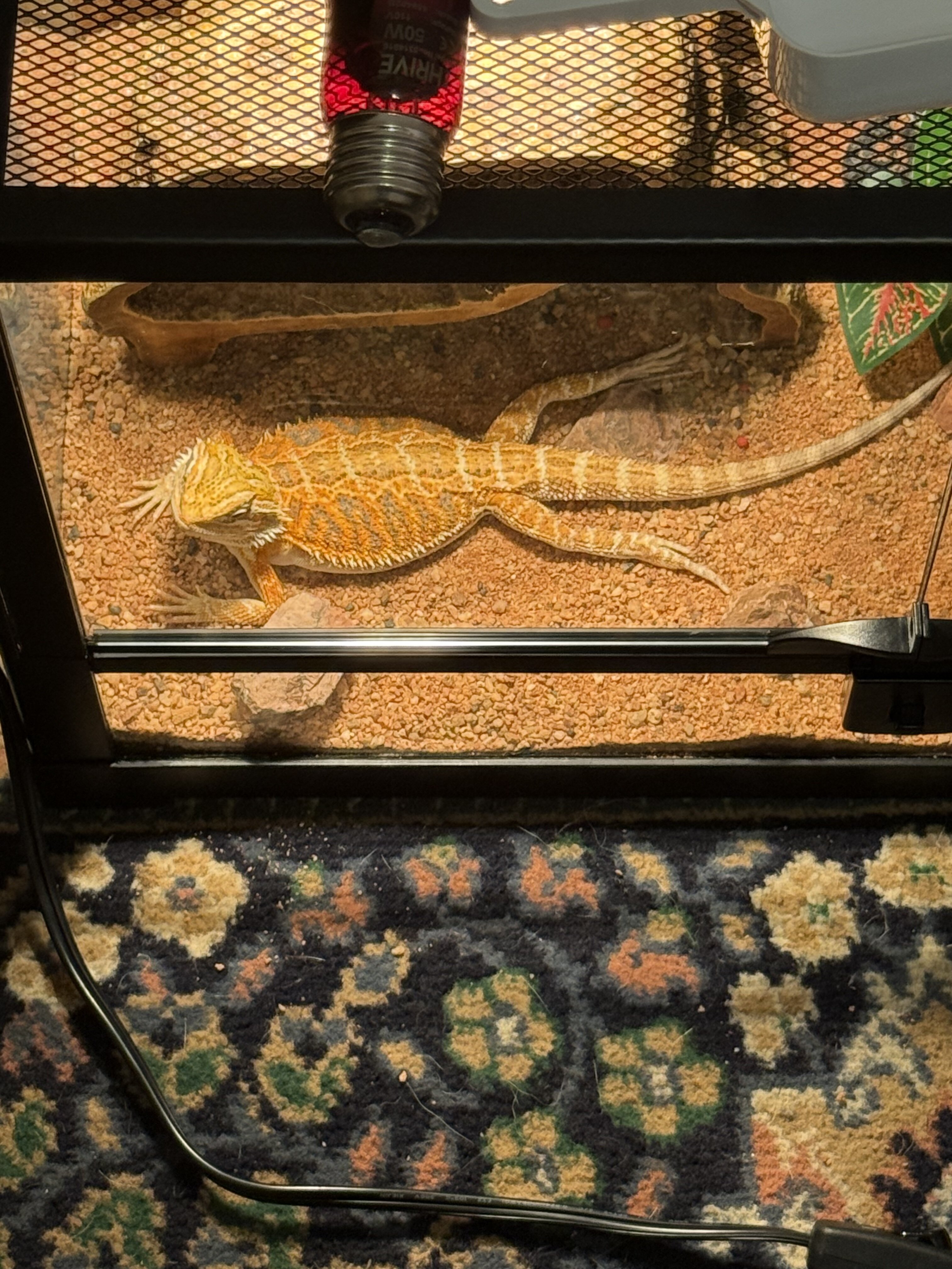 2025 Male Juvenile Breaded Dragon image 3