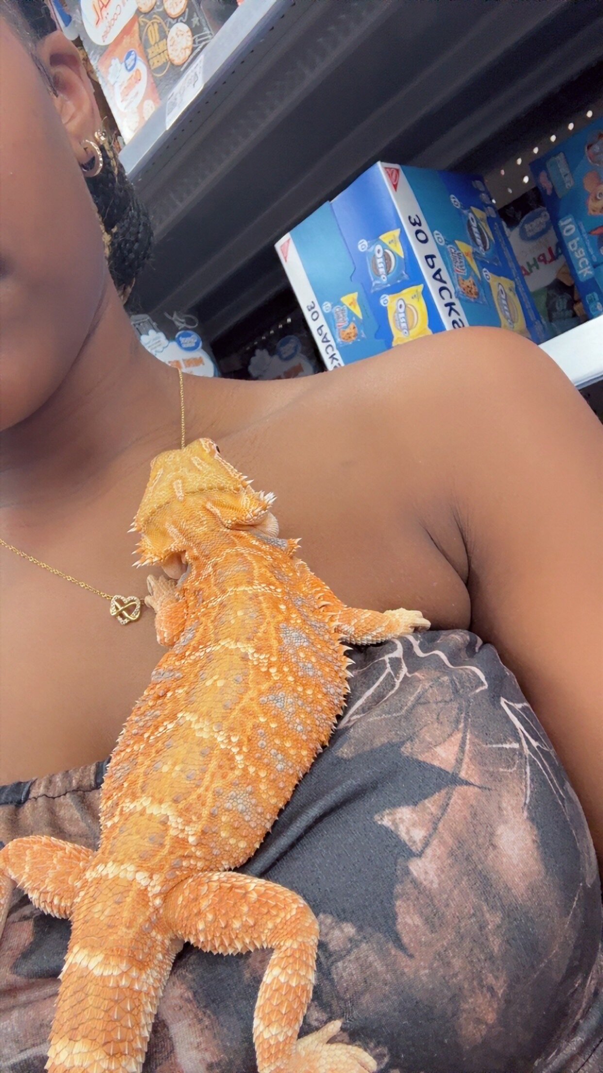 2025 Male Juvenile Breaded Dragon image 4