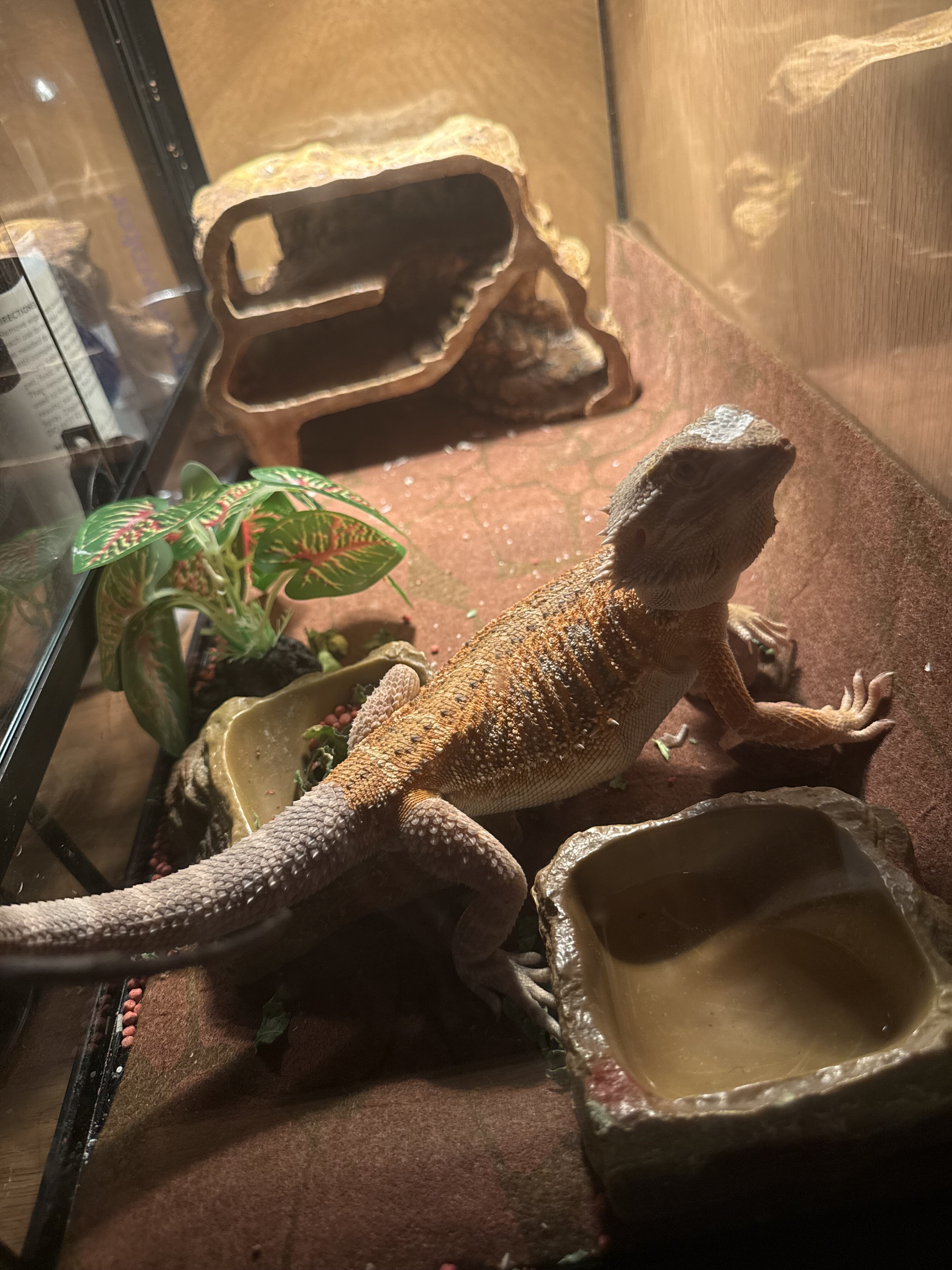 2025 Male Juvenile Breaded Dragon image 5