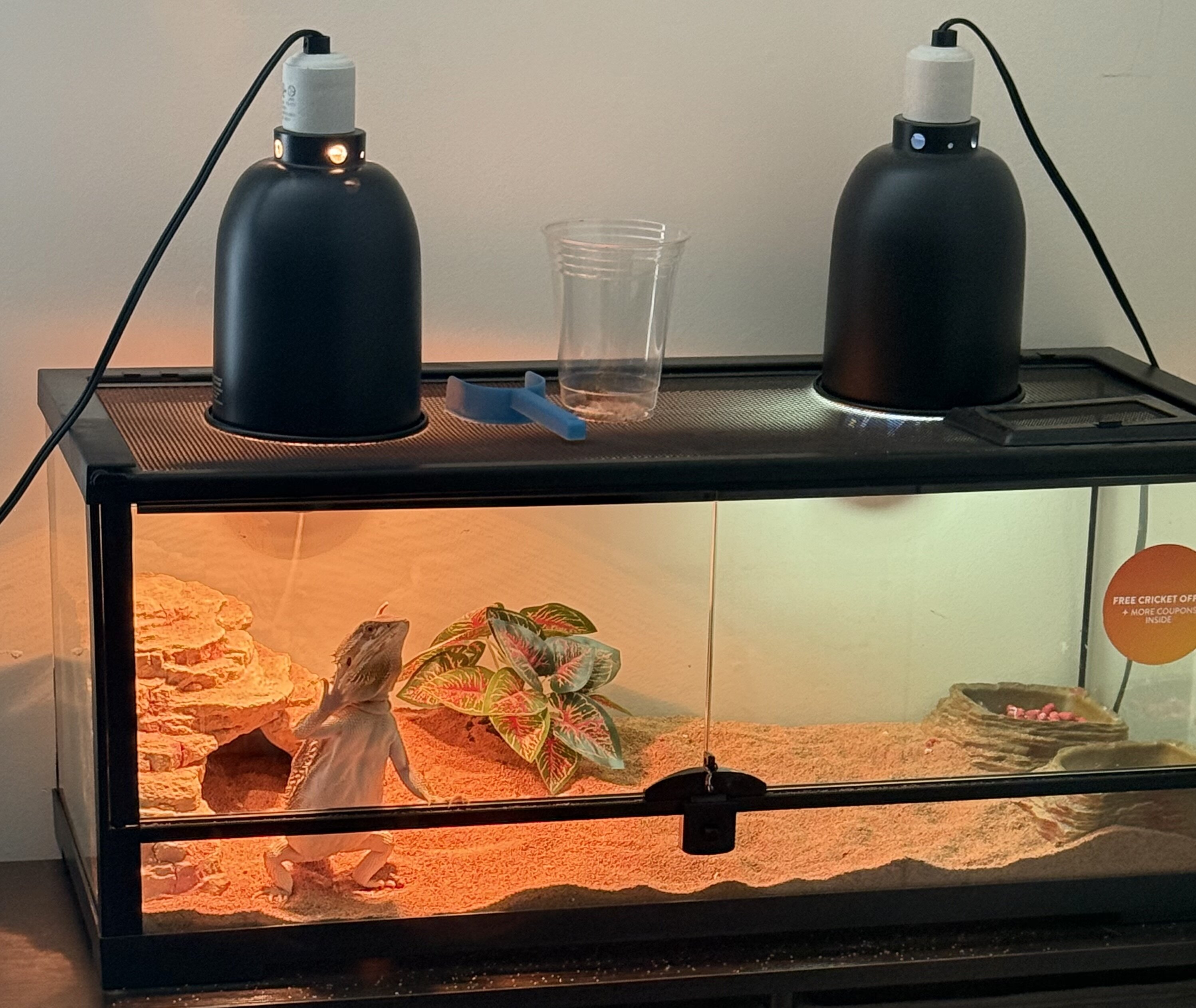2025 Male Juvenile Breaded Dragon image 1