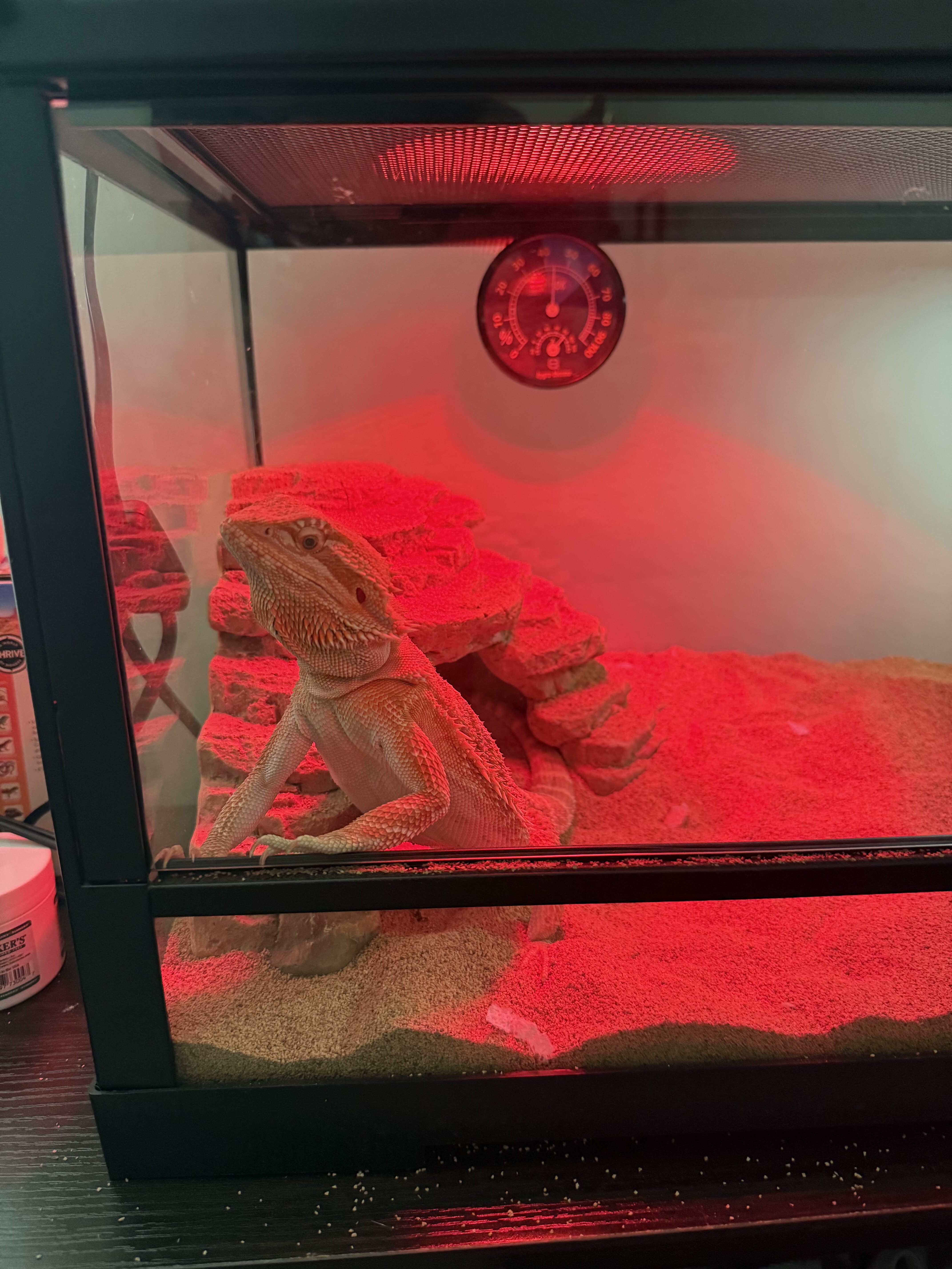 2025 Male Juvenile Breaded Dragon image 2