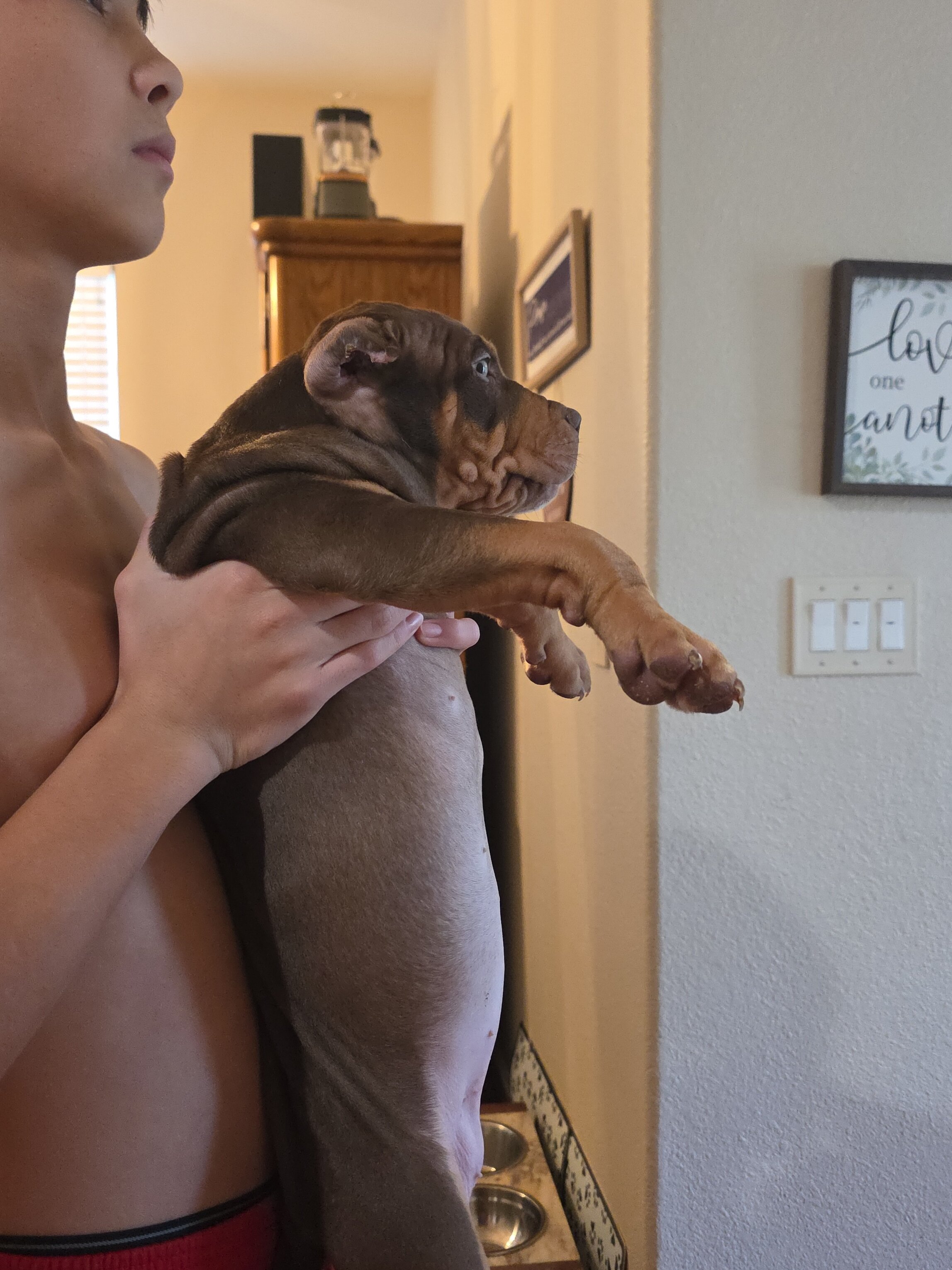 XL American bully pups image 1