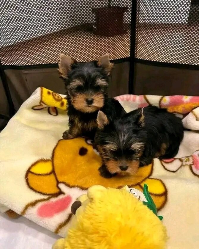 AKC Teacups Friendly Yorkie Puppies image 1