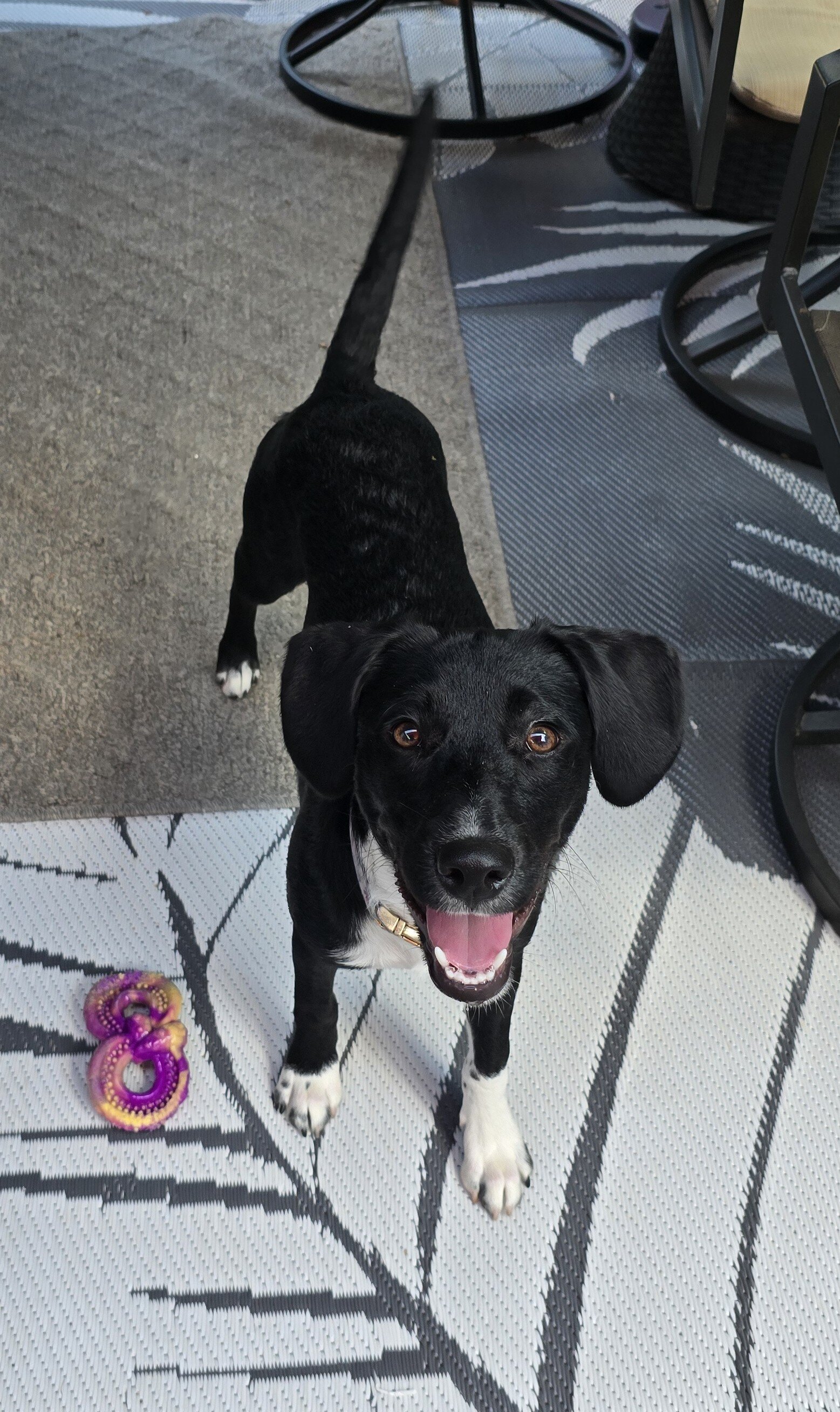 Labrador for rehoming image 2