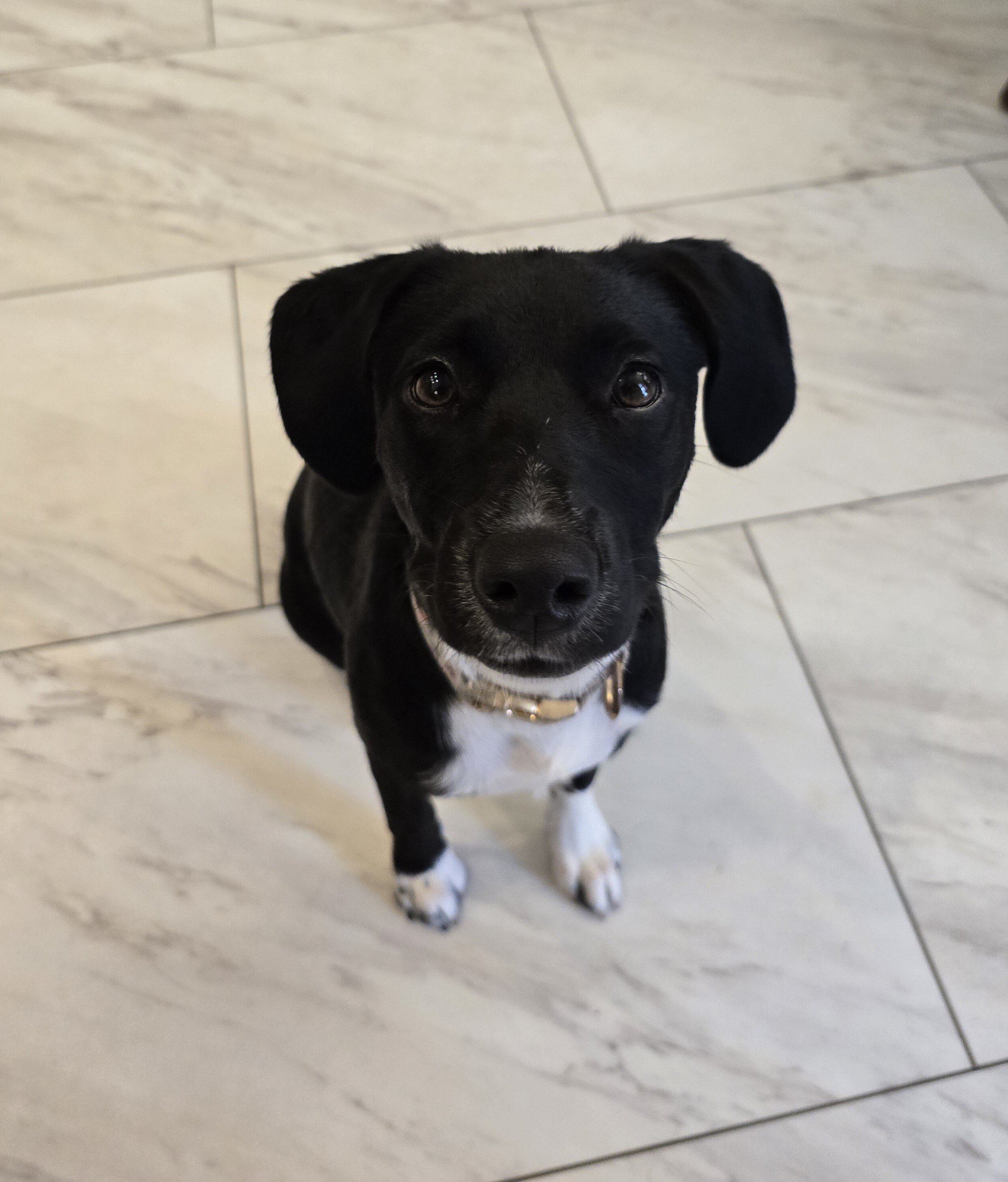 Labrador for rehoming image 3