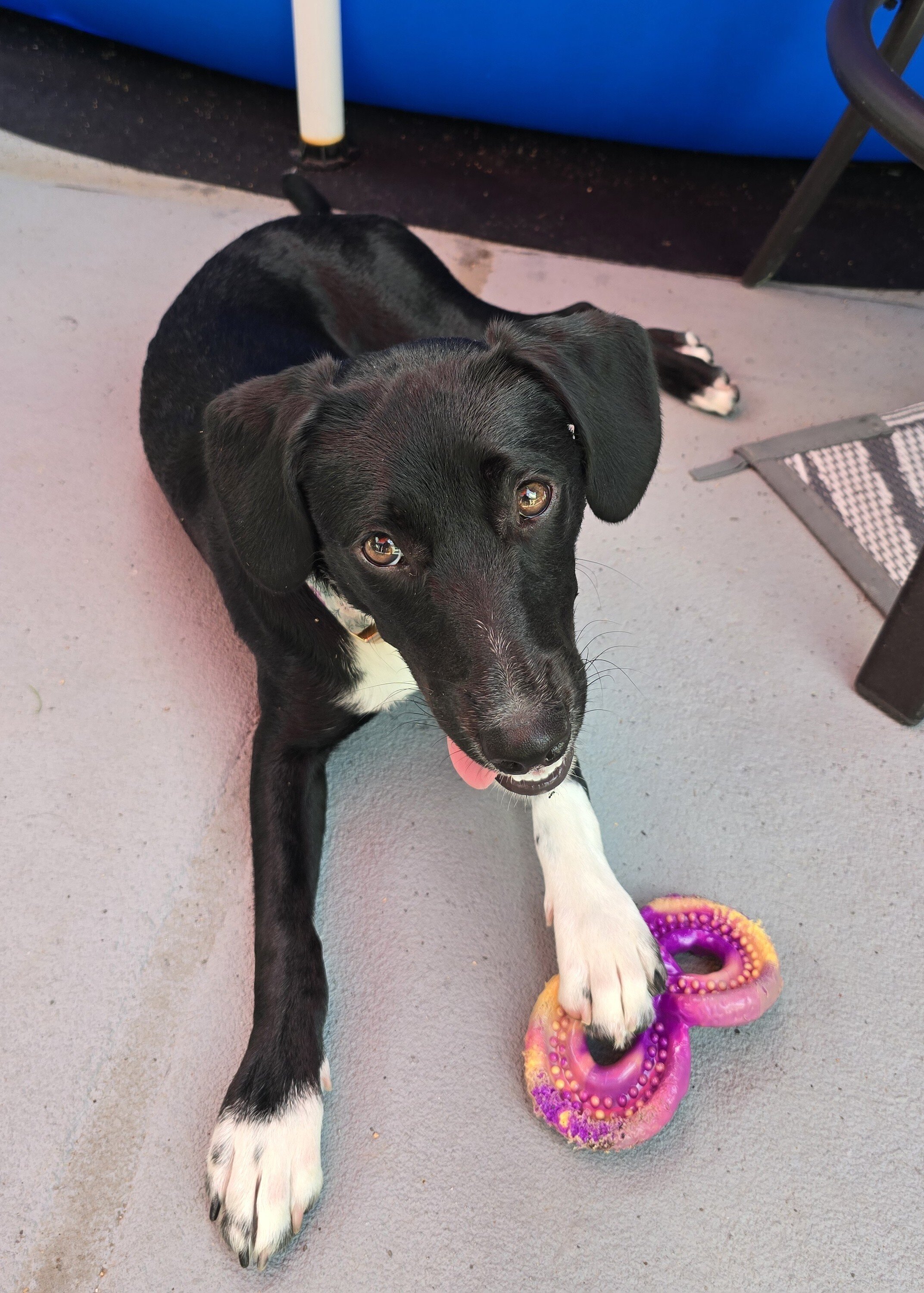 Labrador for rehoming image 4