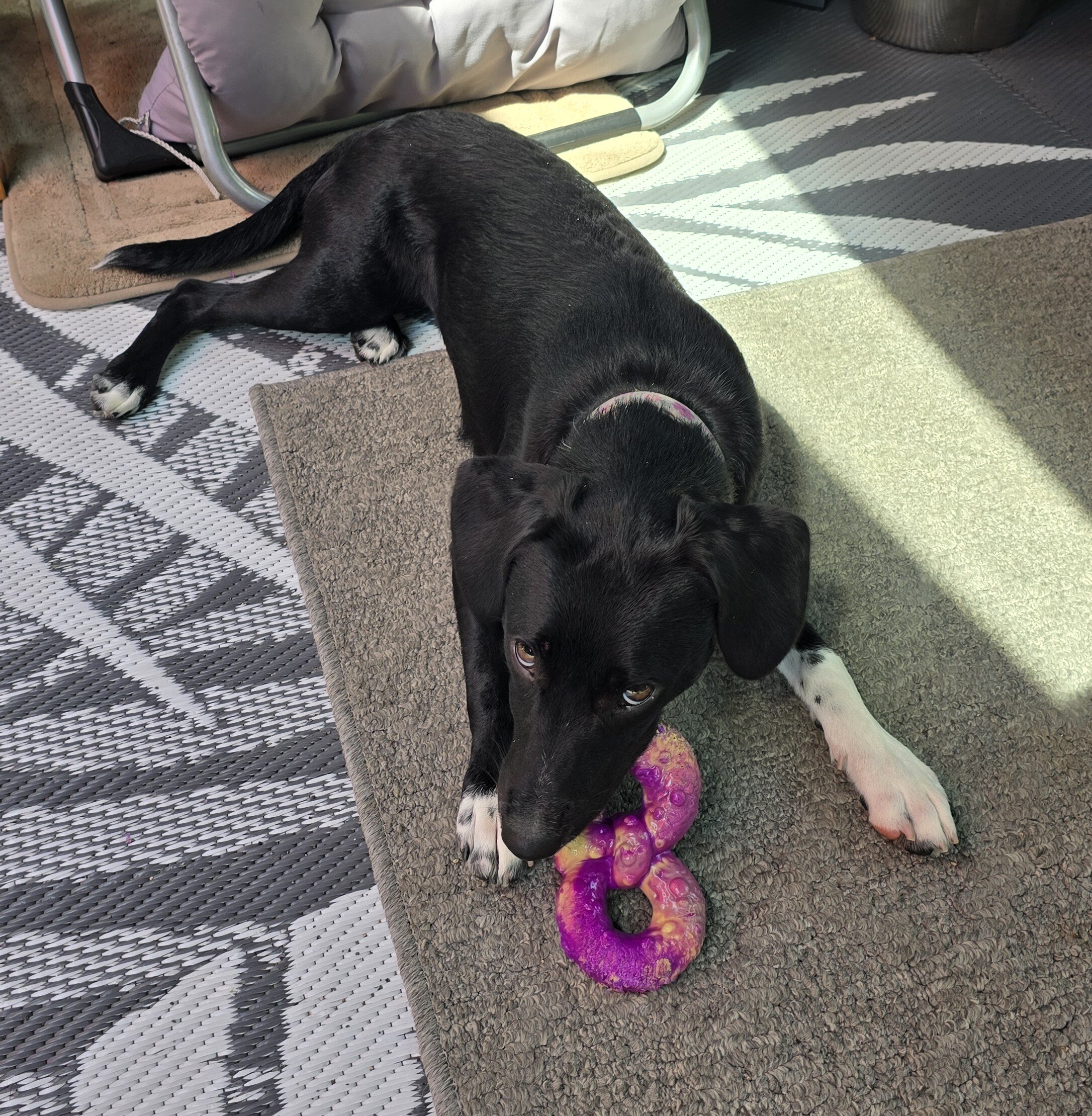 Labrador for rehoming image 5