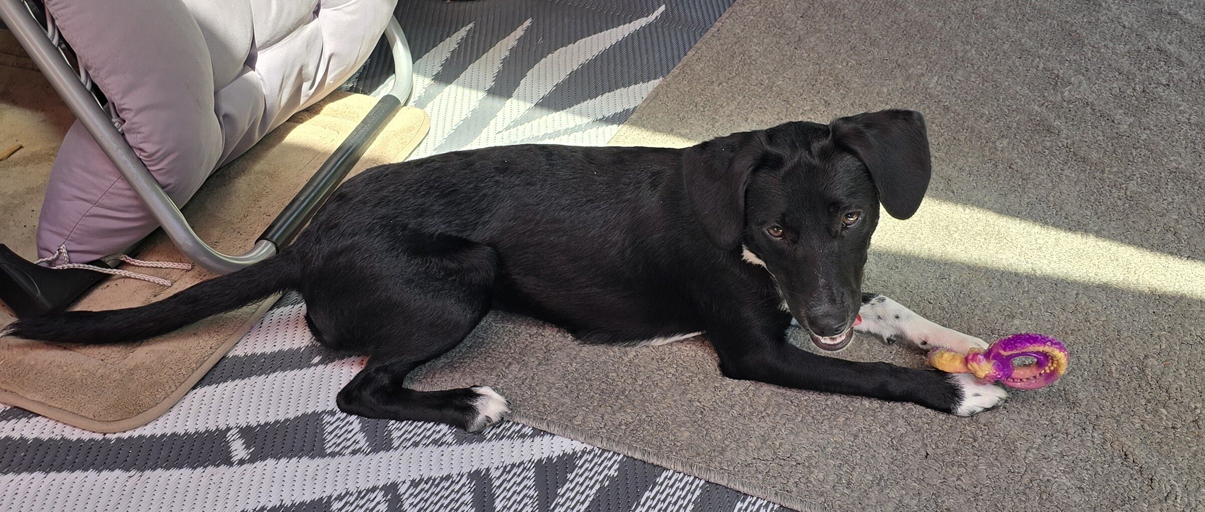 Labrador for rehoming image 1