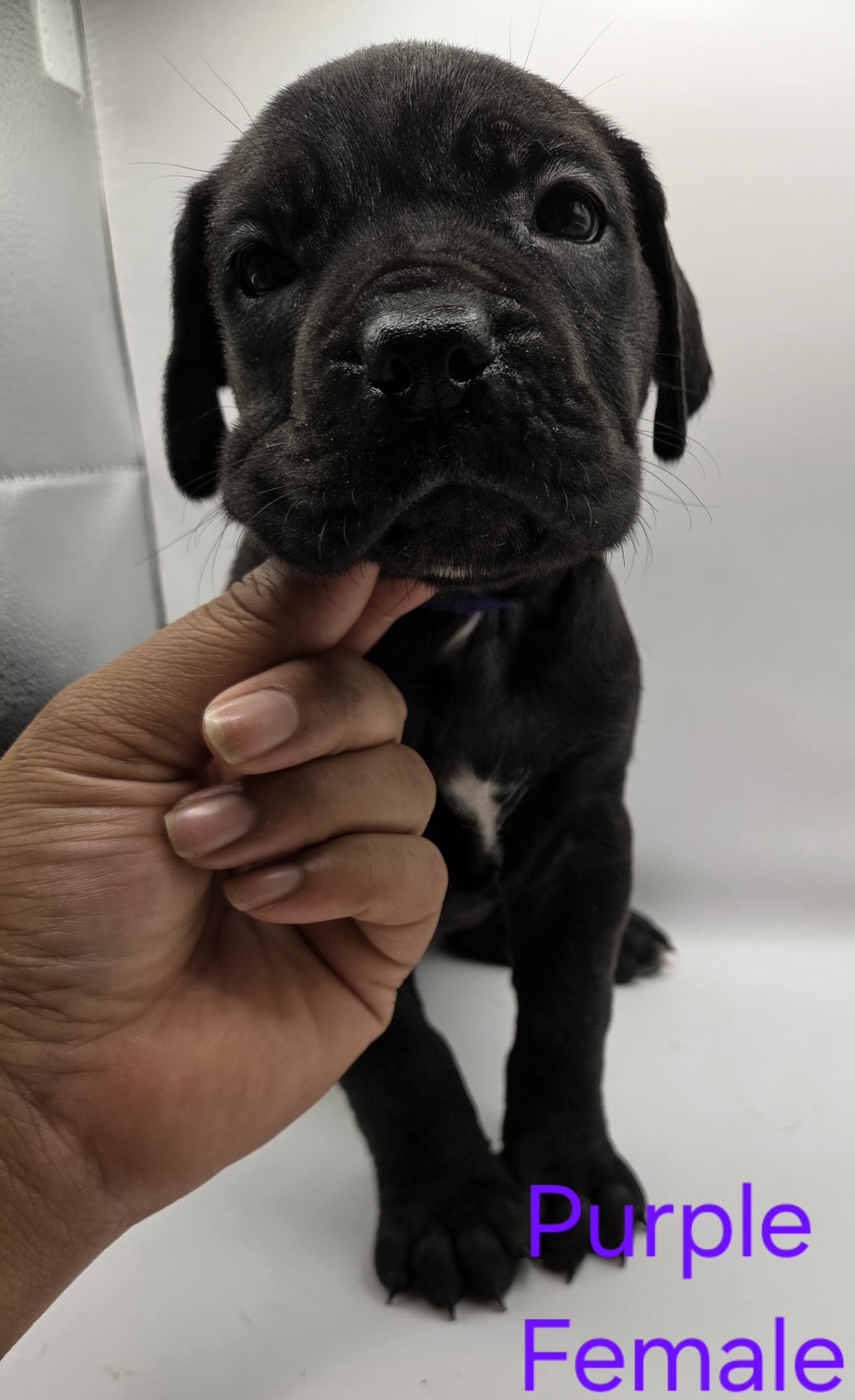 Cane Corso - Neapolitan Mastiff mixed pups image 2