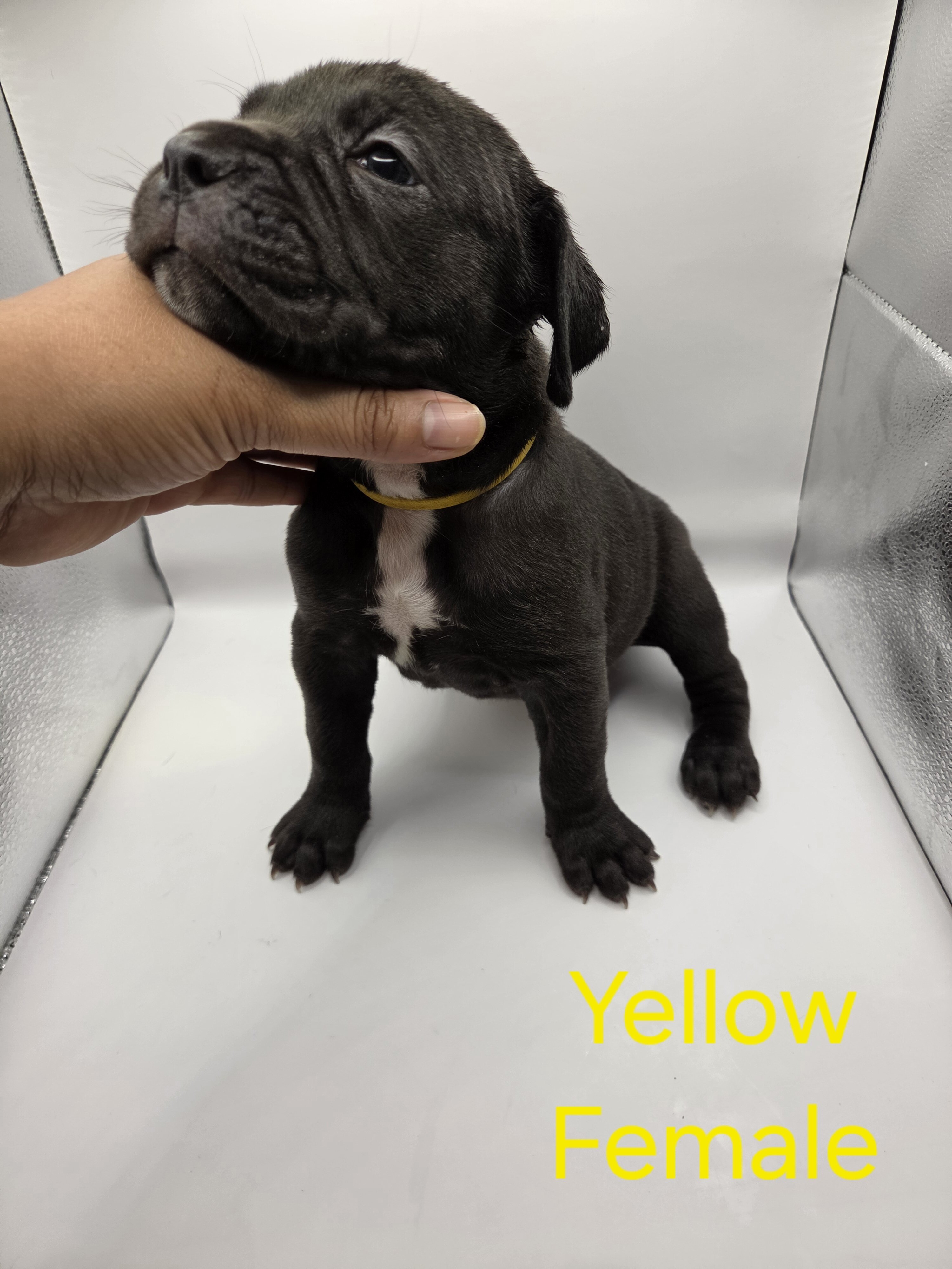 Cane Corso - Neapolitan Mastiff mixed pups image 1