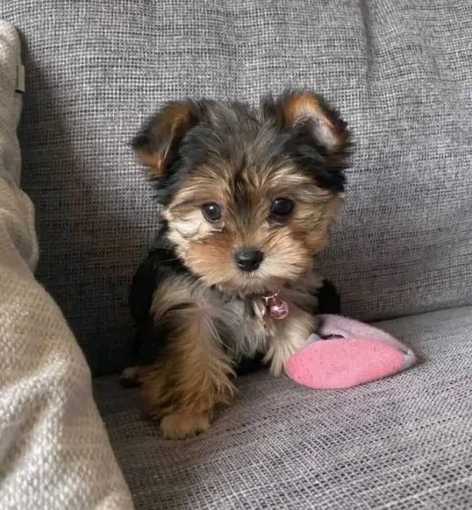 Home Trained Male And Female Yorkie Puppies image 1