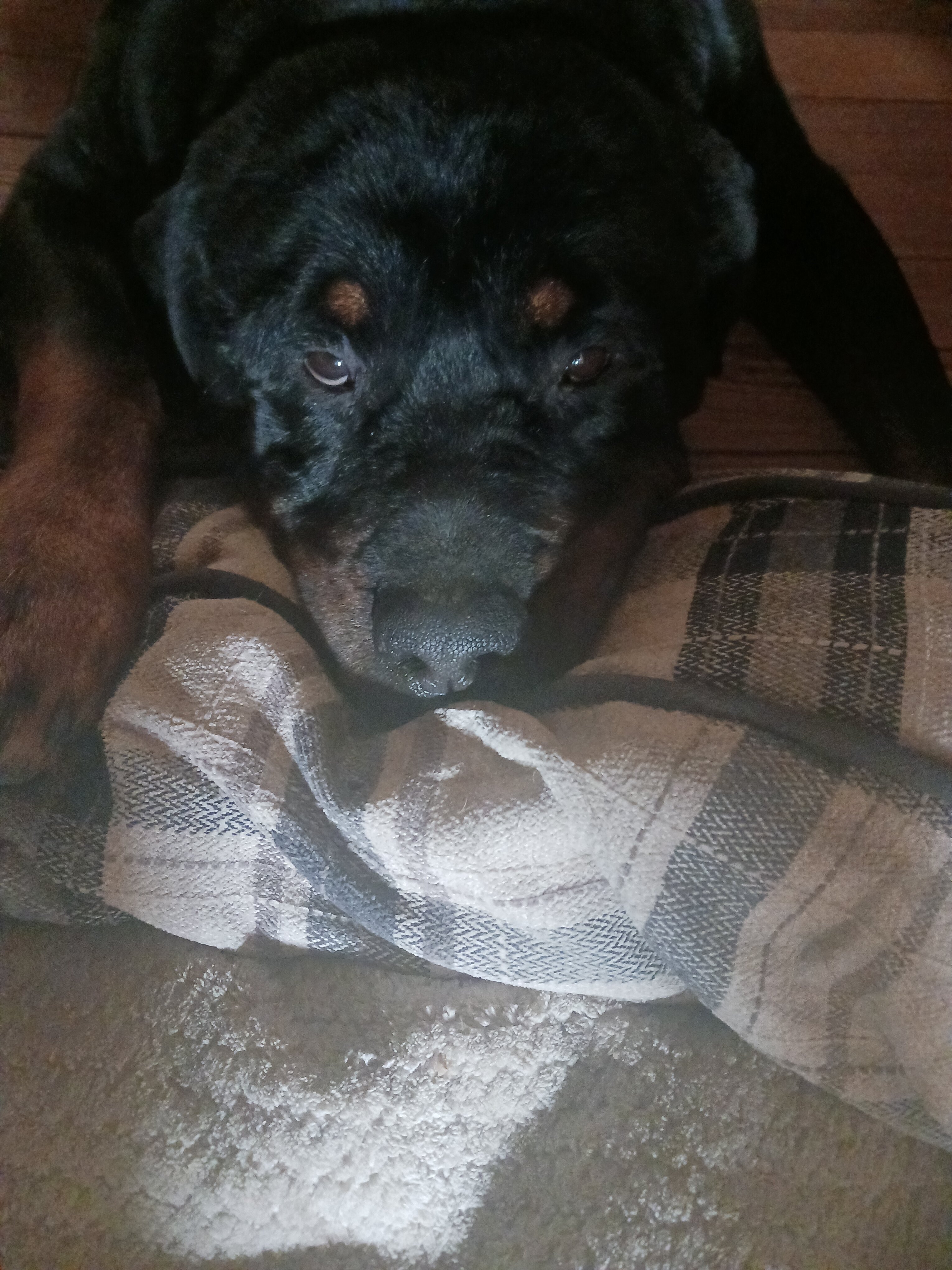 Huge Male Rottie image 2